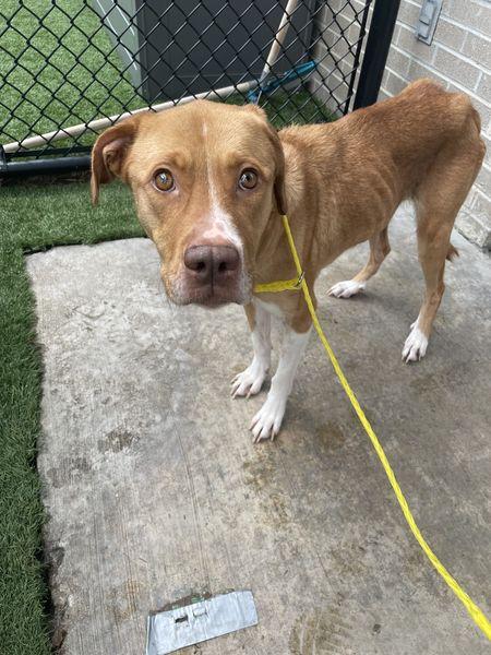 Enlarge BESTIE, a Adoptable Mixed Breed in Dallas, TX image 1/1