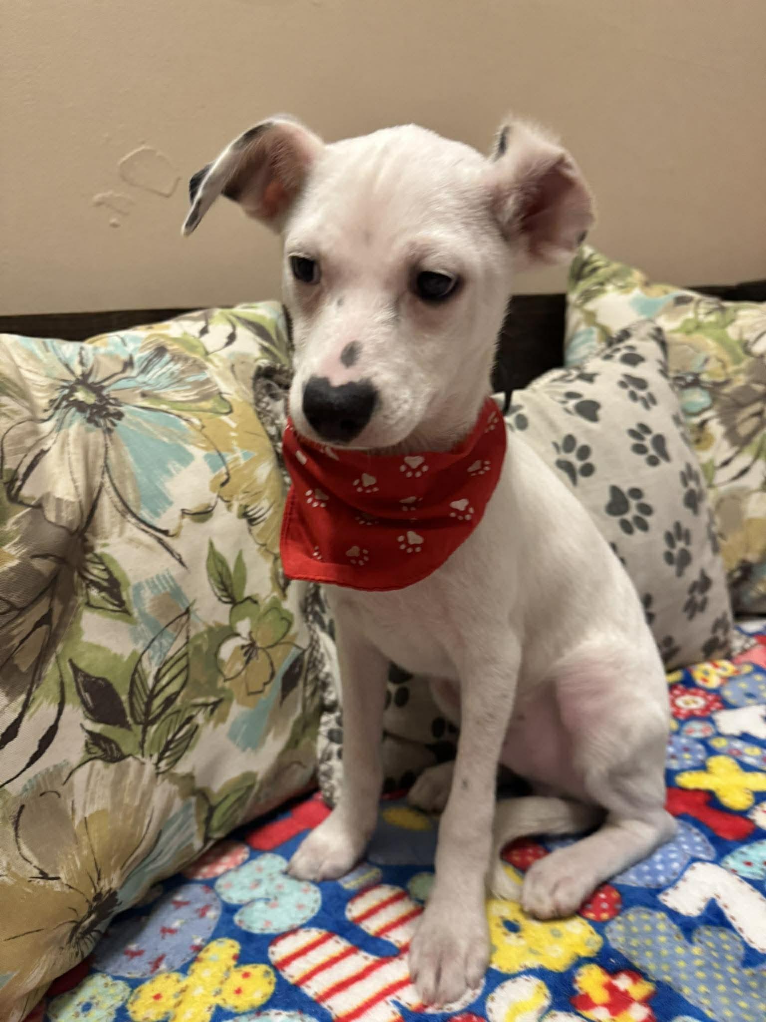 Enlarge PITTSBURG 4 months 5 lbs, an adoptable mixed breed in Oceanside, CA image 3/6