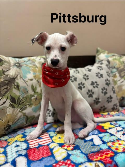 Enlarge PITTSBURG 4 months 5 lbs, an adoptable mixed breed in Oceanside, CA image 1/6