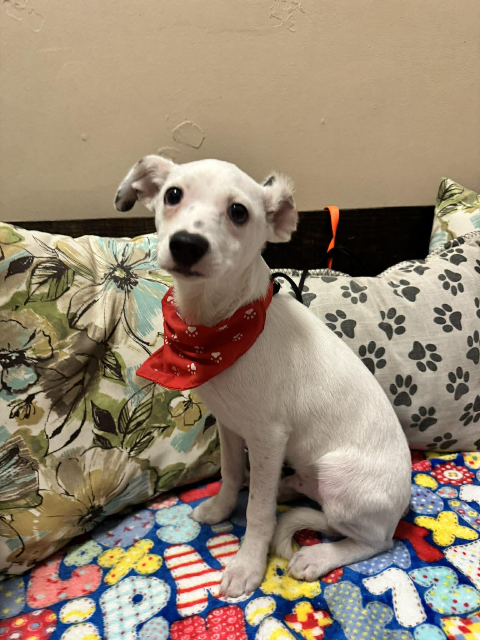 Enlarge PITTSBURG 4 months 5 lbs, an adoptable mixed breed in Oceanside, CA image 4/6