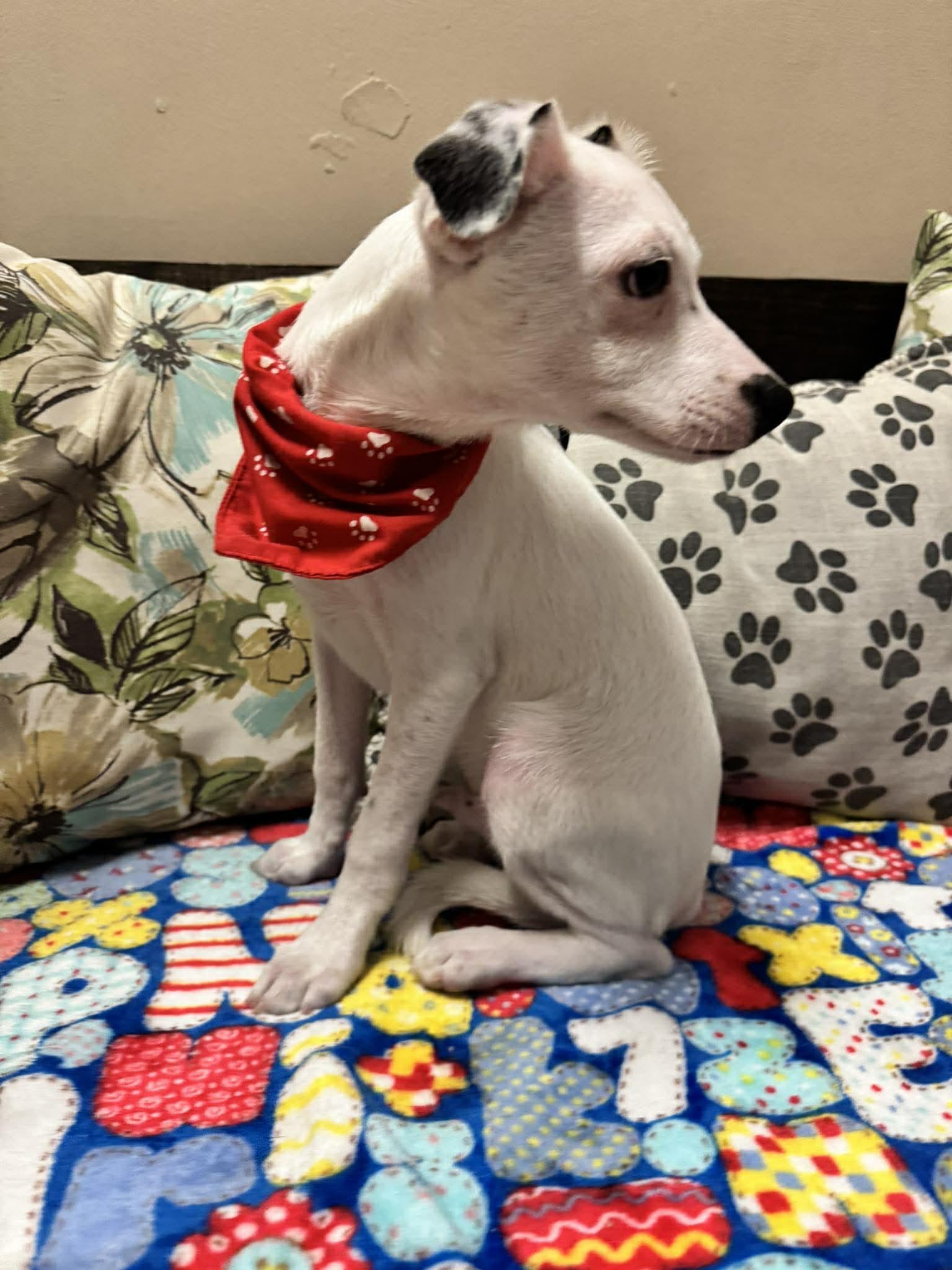 Enlarge PITTSBURG 4 months 5 lbs, an adoptable mixed breed in Oceanside, CA image 6/6