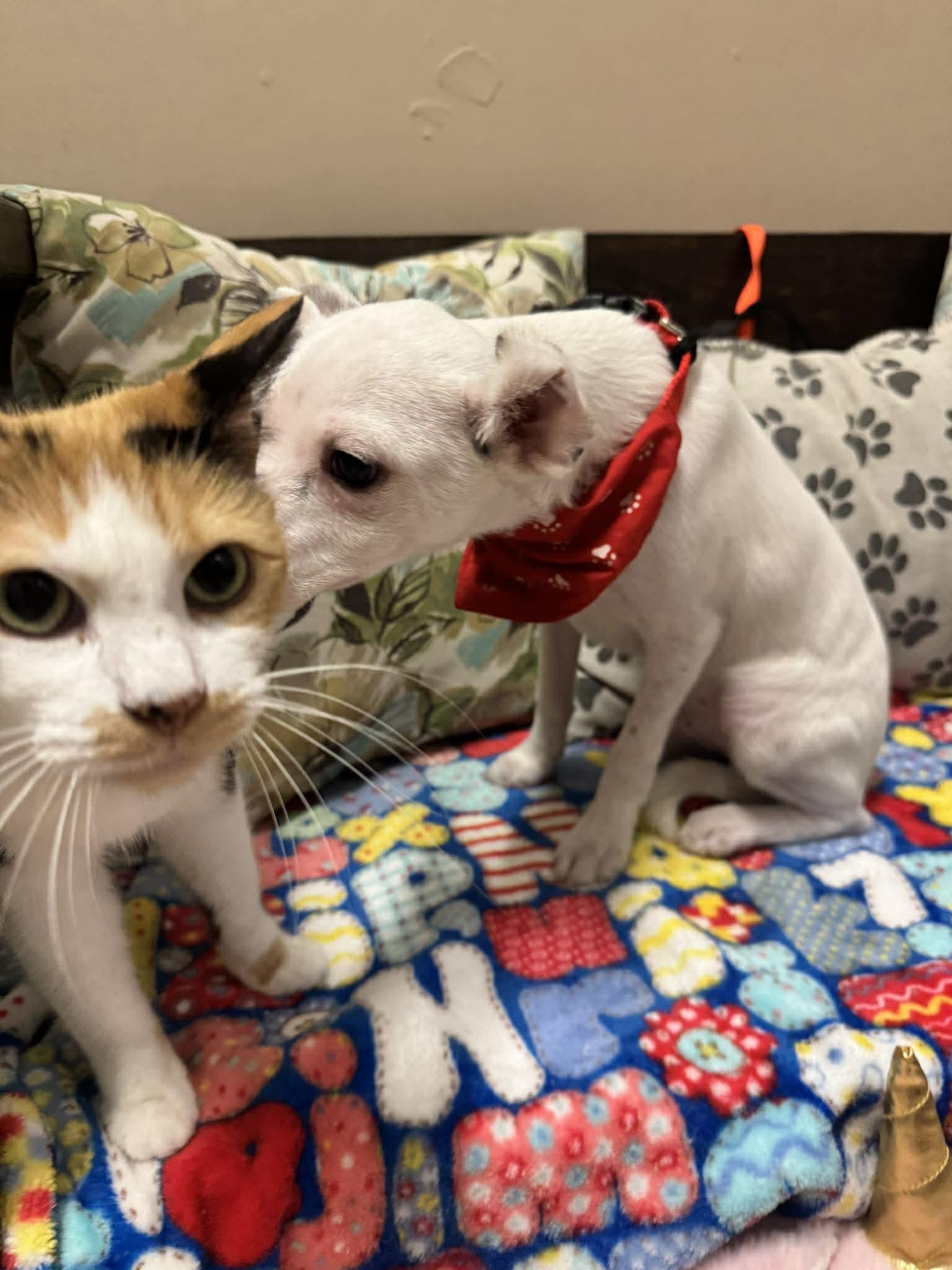 Enlarge PITTSBURG 4 months 5 lbs, an adoptable mixed breed in Oceanside, CA image 2/6