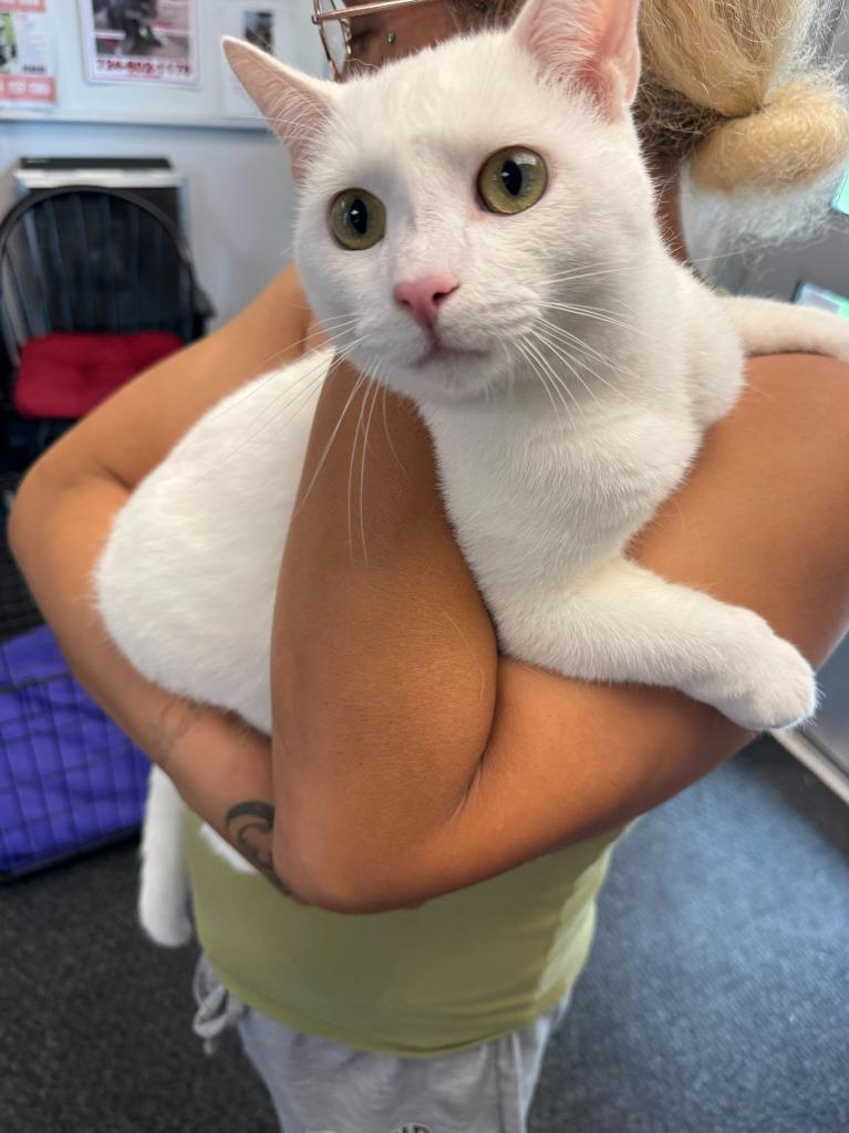 Enlarge John Snow, a Adoptable mixed breed in New Kensington, PA image 2/2