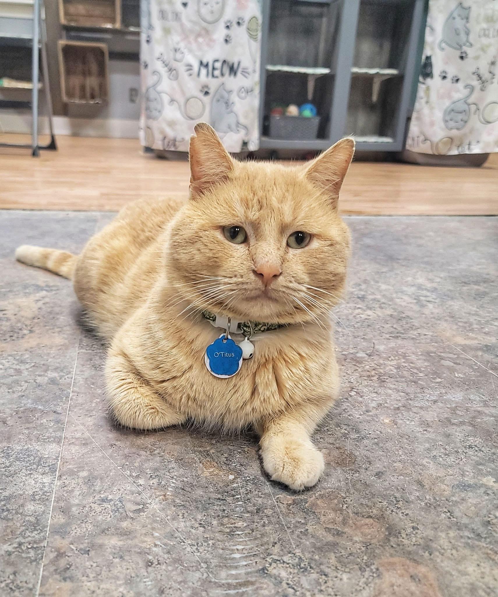 Enlarge O'Titus, an adopted Domestic Short Hair in Grand Rapids, MI image 1/6