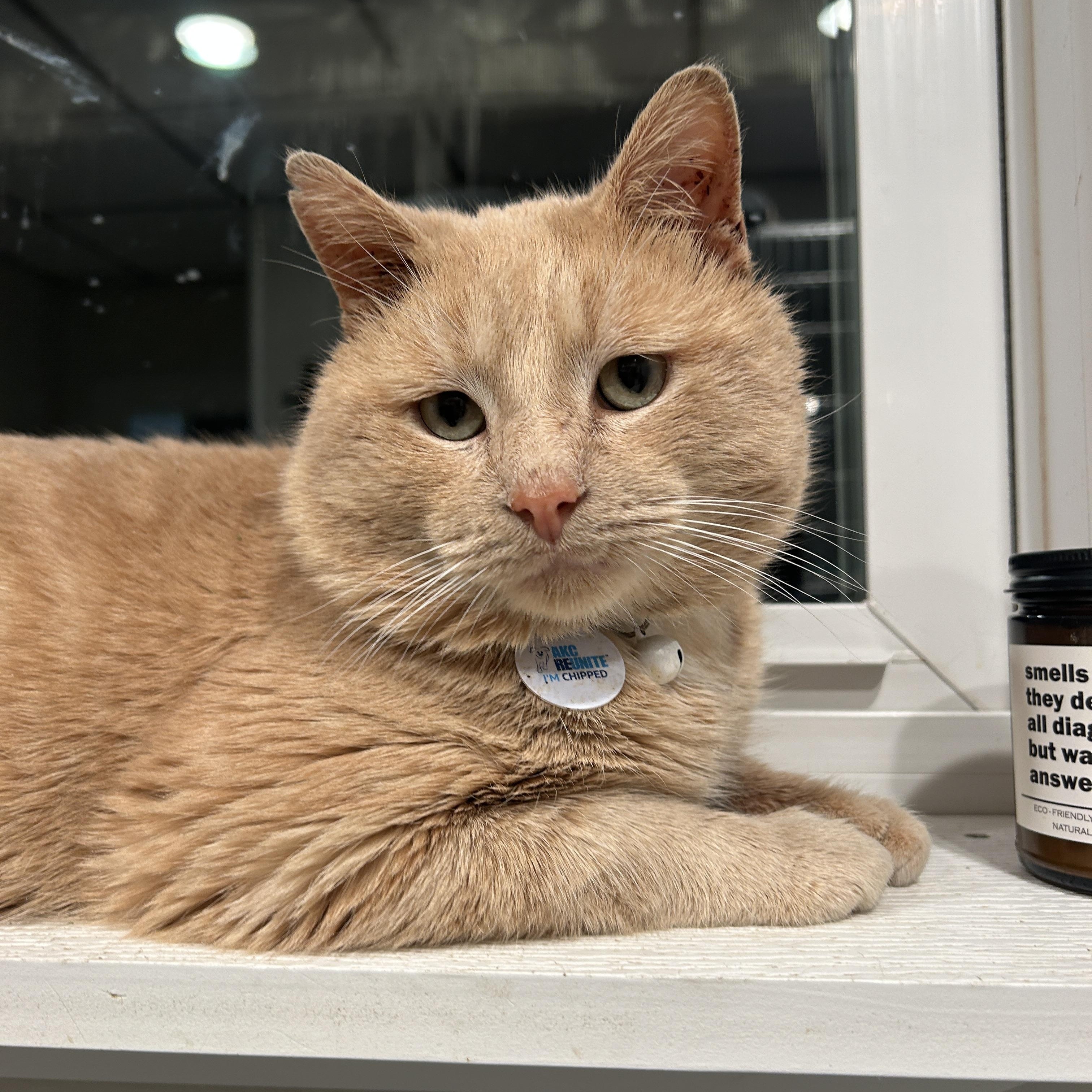 Enlarge O'Titus, an adopted Domestic Short Hair in Grand Rapids, MI image 3/6