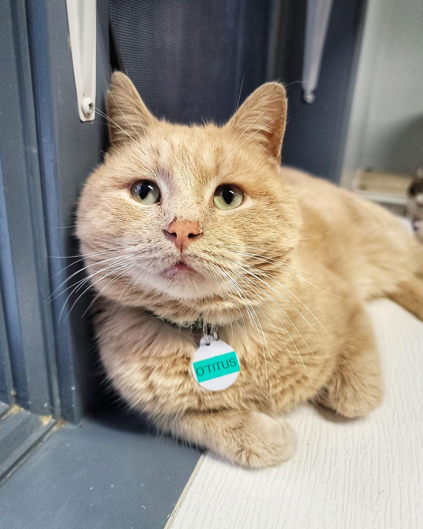 Enlarge O'Titus, an adopted Domestic Short Hair in Grand Rapids, MI image 4/6