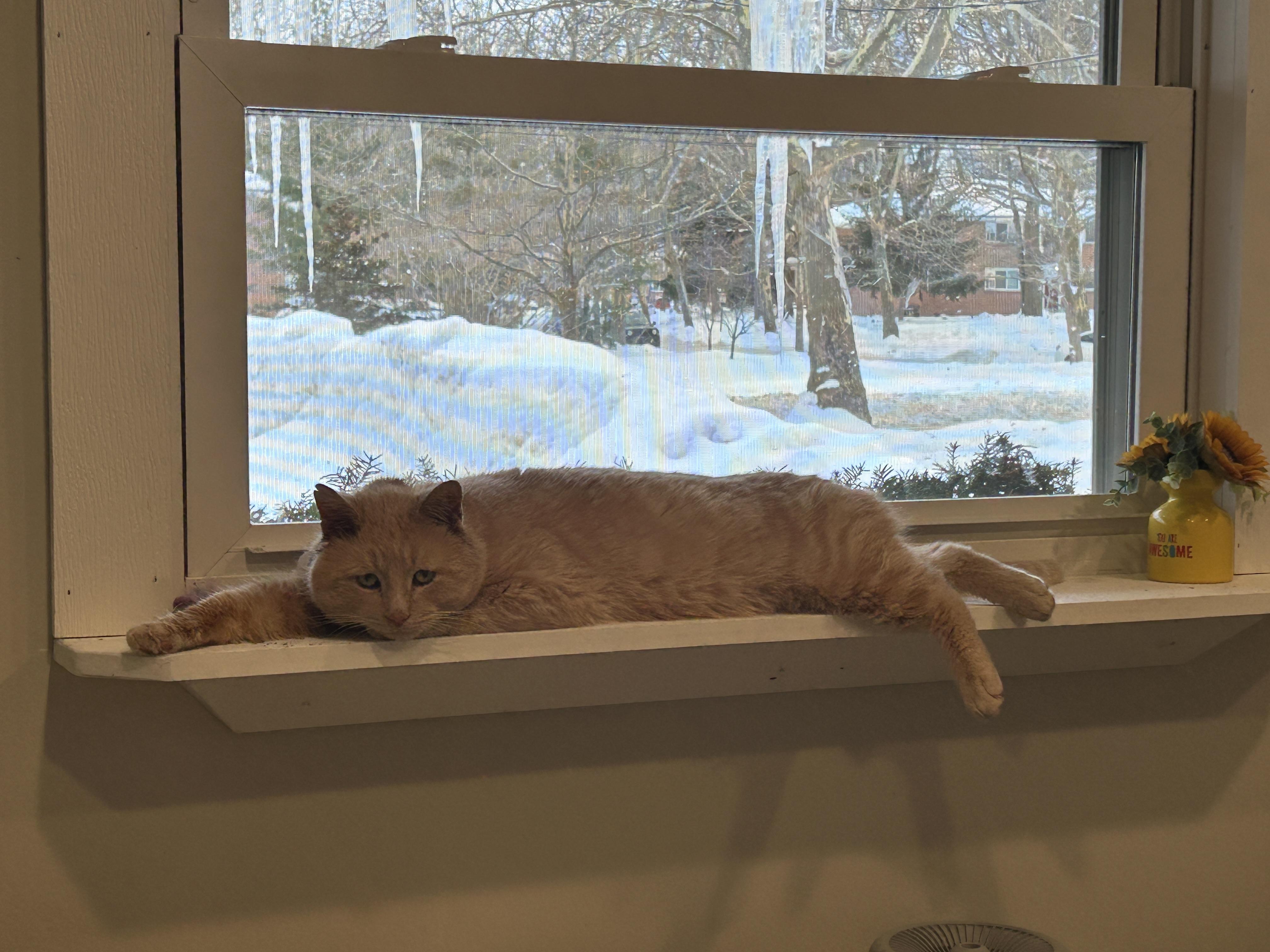 Enlarge O'Titus, an adopted Domestic Short Hair in Grand Rapids, MI image 6/6