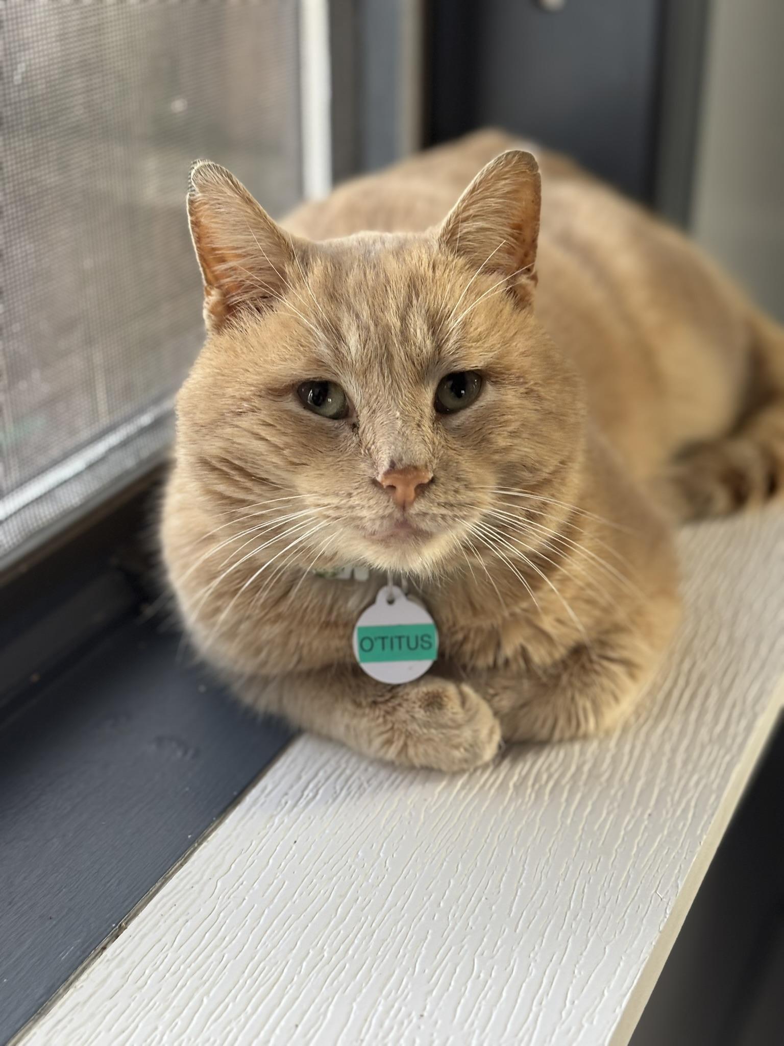 Enlarge O'Titus, an adopted Domestic Short Hair in Grand Rapids, MI image 2/6