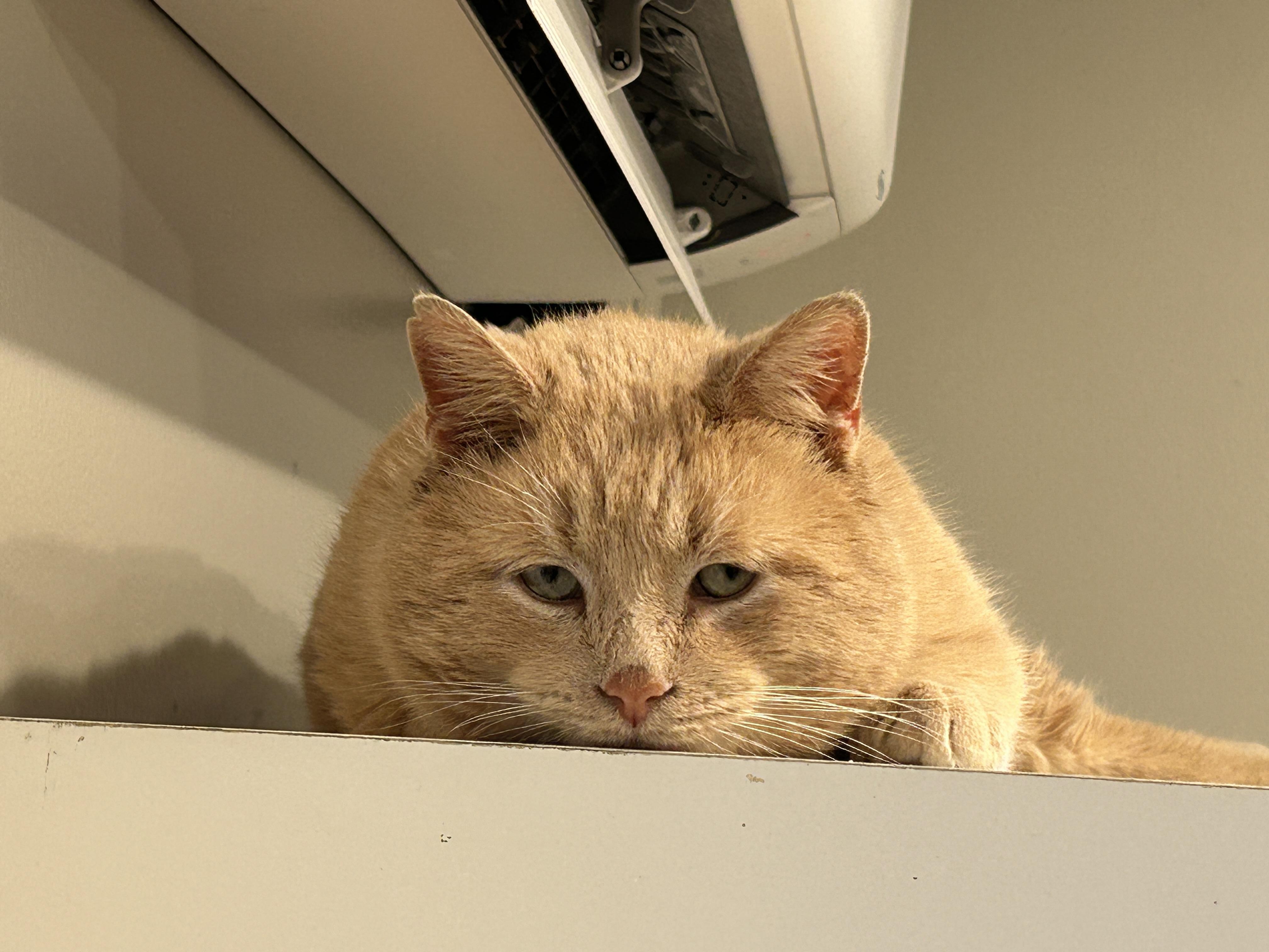 Enlarge O'Titus, an adopted Domestic Short Hair in Grand Rapids, MI image 5/6