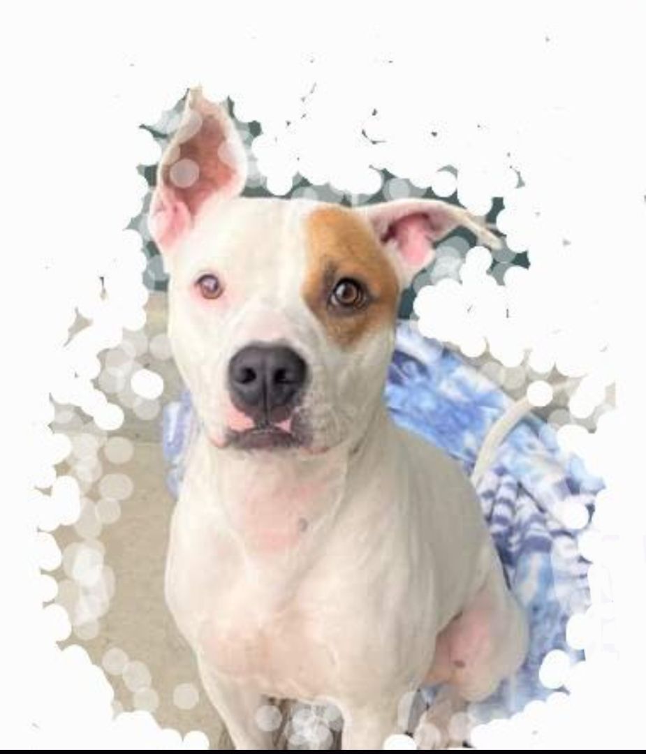 Mahhvelous Marvin Baywatch Boy. Part 2!, a Adoptable mixed breed in Manhattan Beach, CA image 2/12