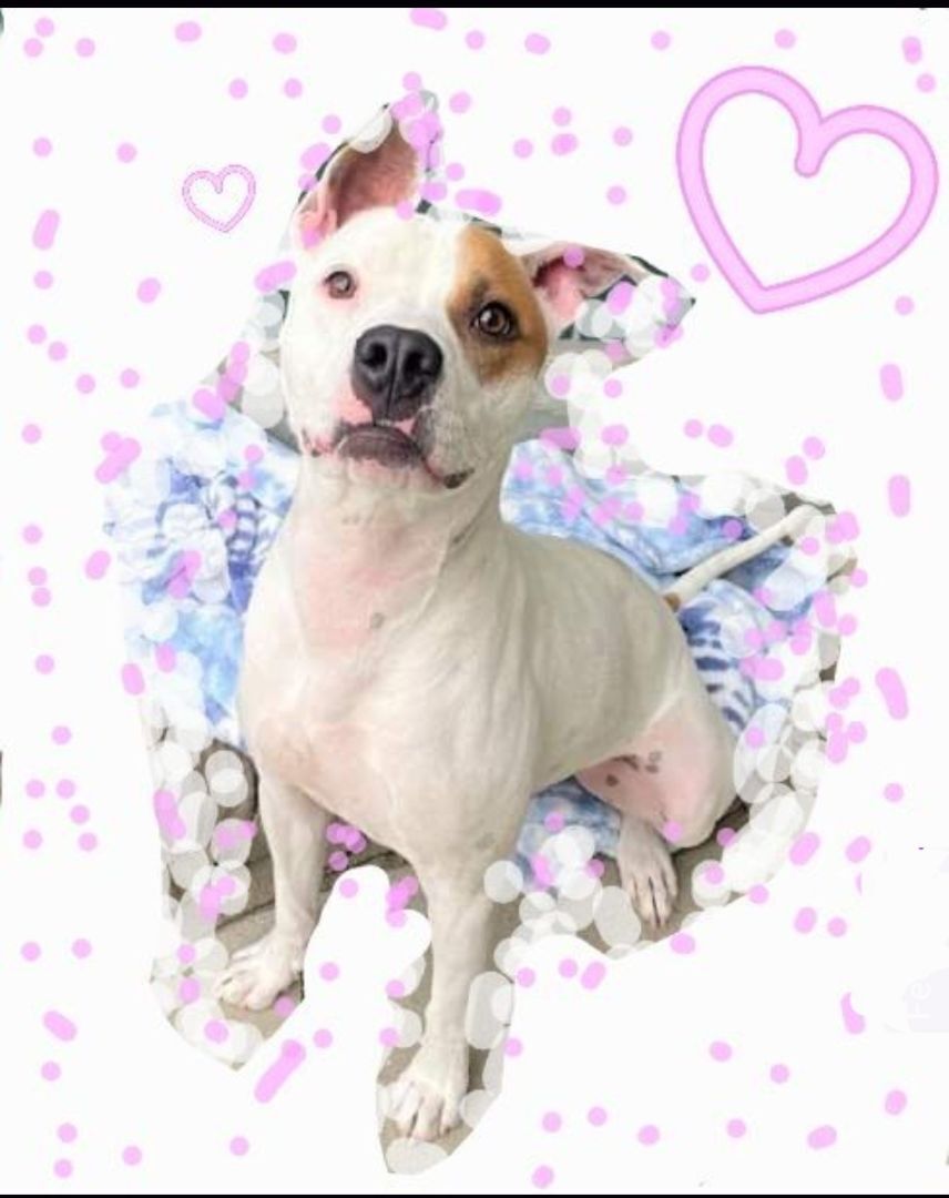 Mahhvelous Marvin Baywatch Boy. Part 2!, a Adoptable mixed breed in Manhattan Beach, CA image 3/12