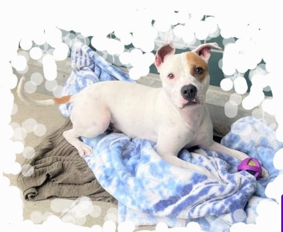 Mahhvelous Marvin Baywatch Boy. Part 2!, a Adoptable mixed breed in Manhattan Beach, CA image 4/12