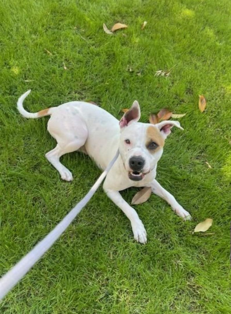 Mahhvelous Marvin Baywatch Boy. Part 2!, a Adoptable mixed breed in Manhattan Beach, CA image 5/12