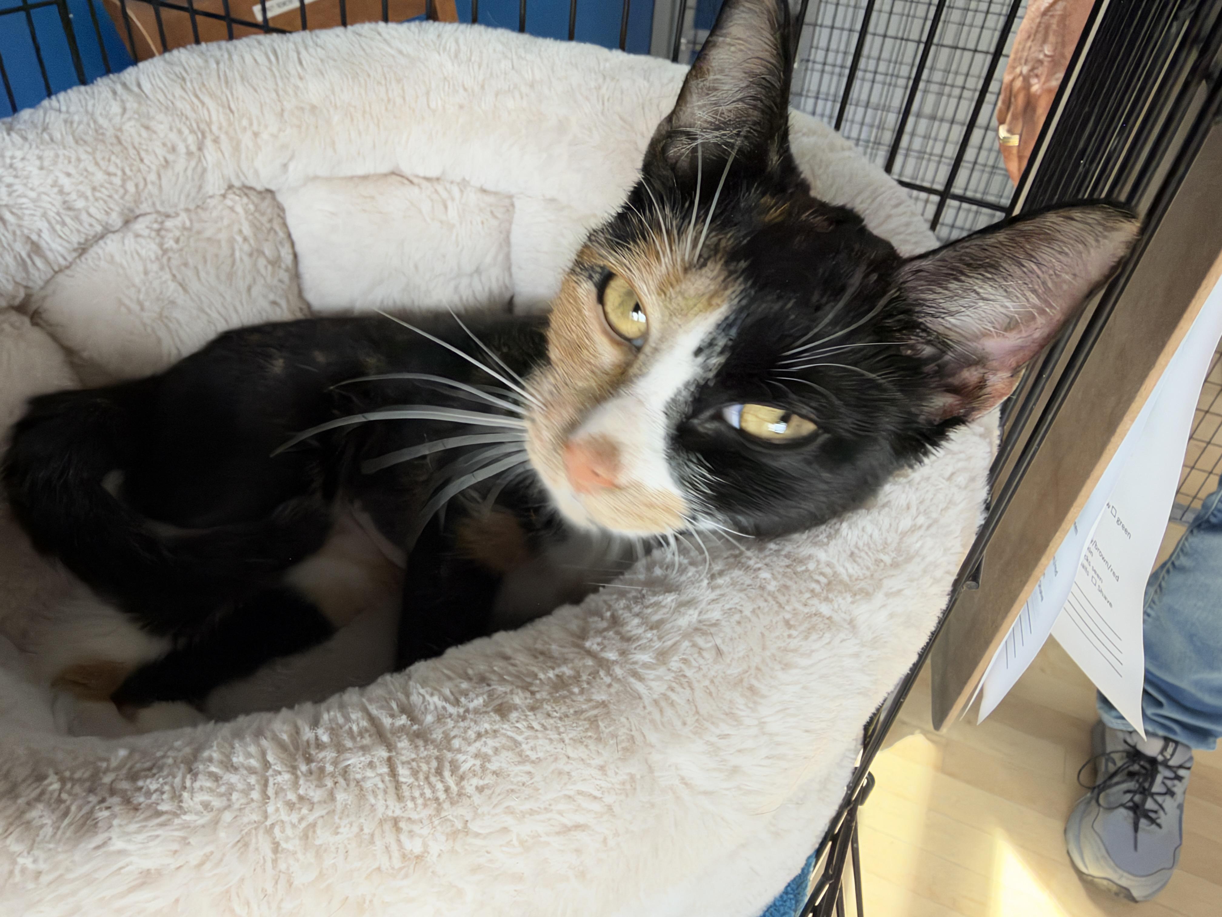 Enlarge Squawk, a Adoptable American Shorthair in Hull, MA image 2/2