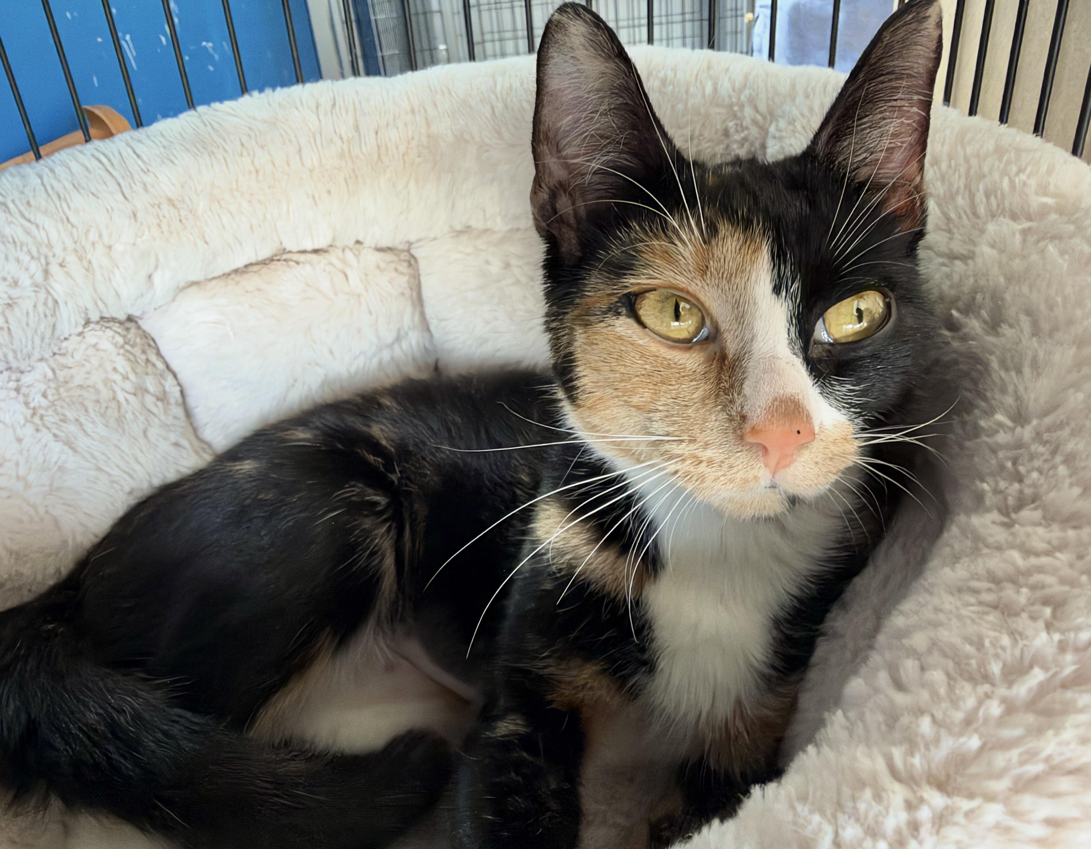 Enlarge Squawk, a Adoptable American Shorthair in Hull, MA image 1/2