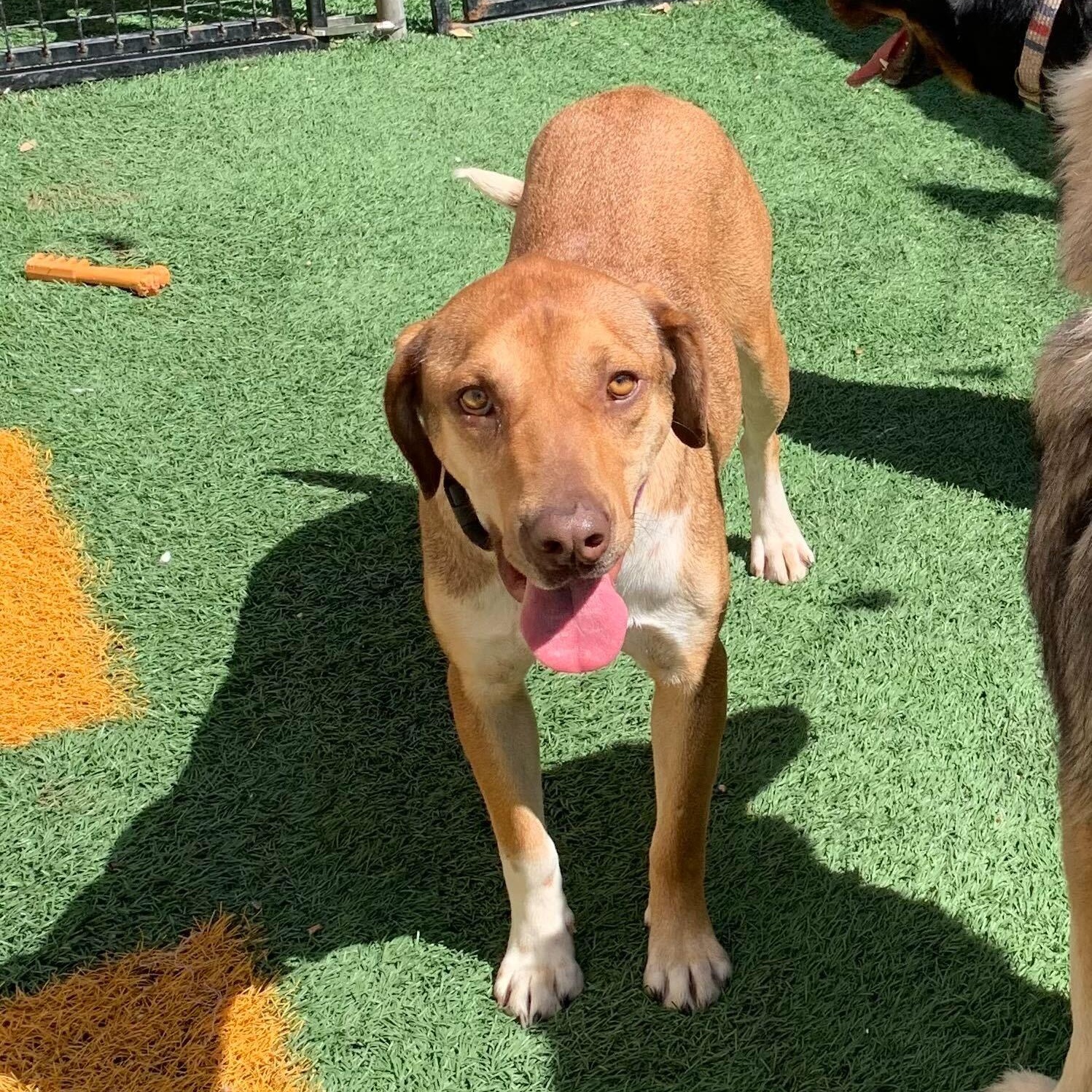 Cruz Labrador Retriever Dog
