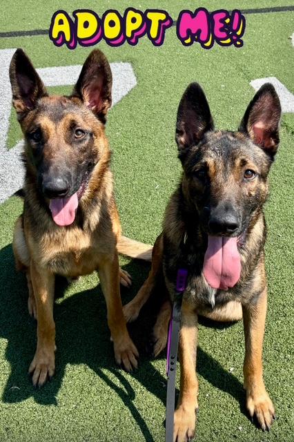 Sammie and Hootie (do not need to go together), Adoptable, Young Male Belgian Shepherd / Malinois.