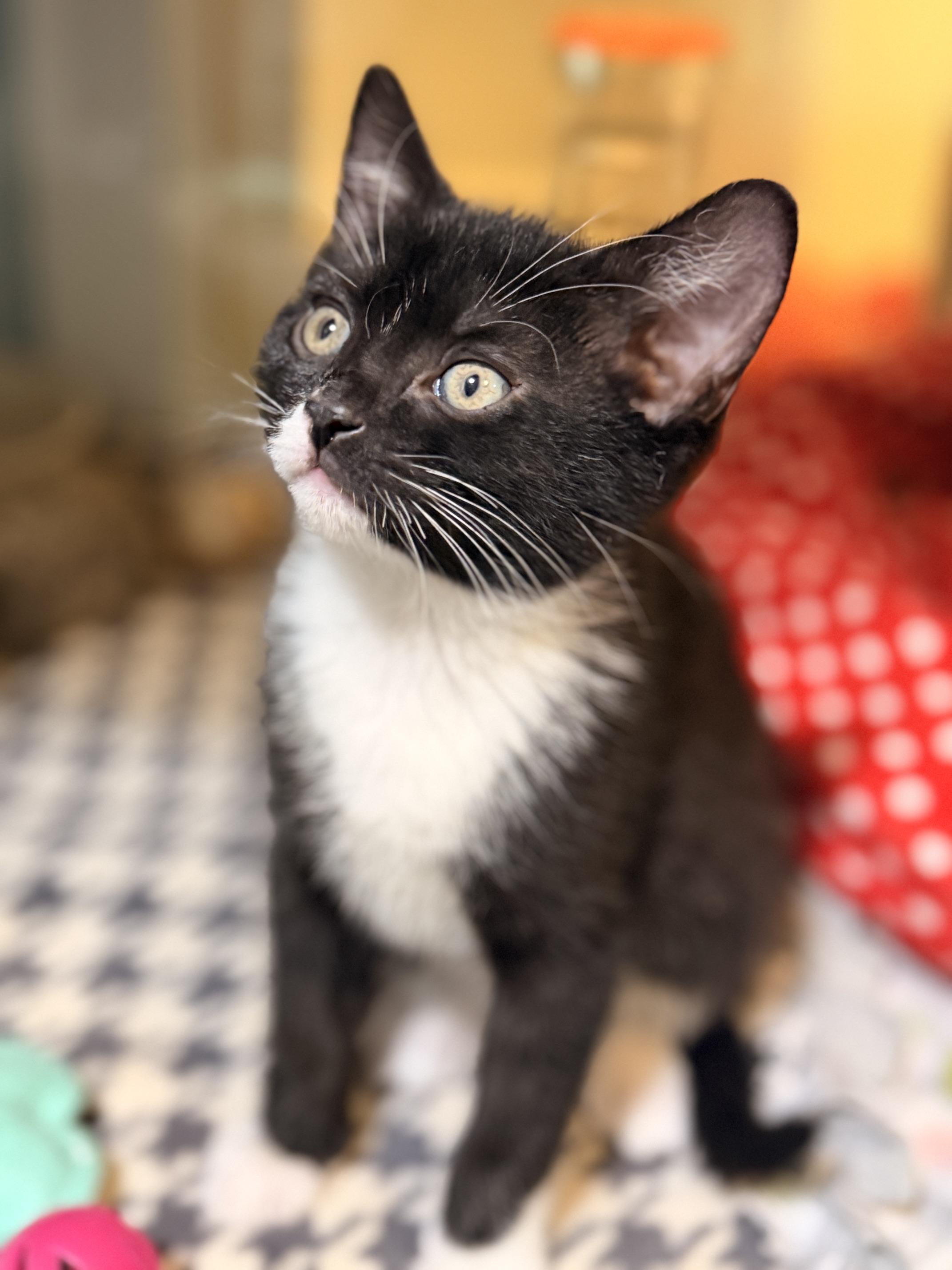 Brigitta, Freidrich & Kurt, an adoptable Domestic Short Hair in Ridgefield, CT image 3/4