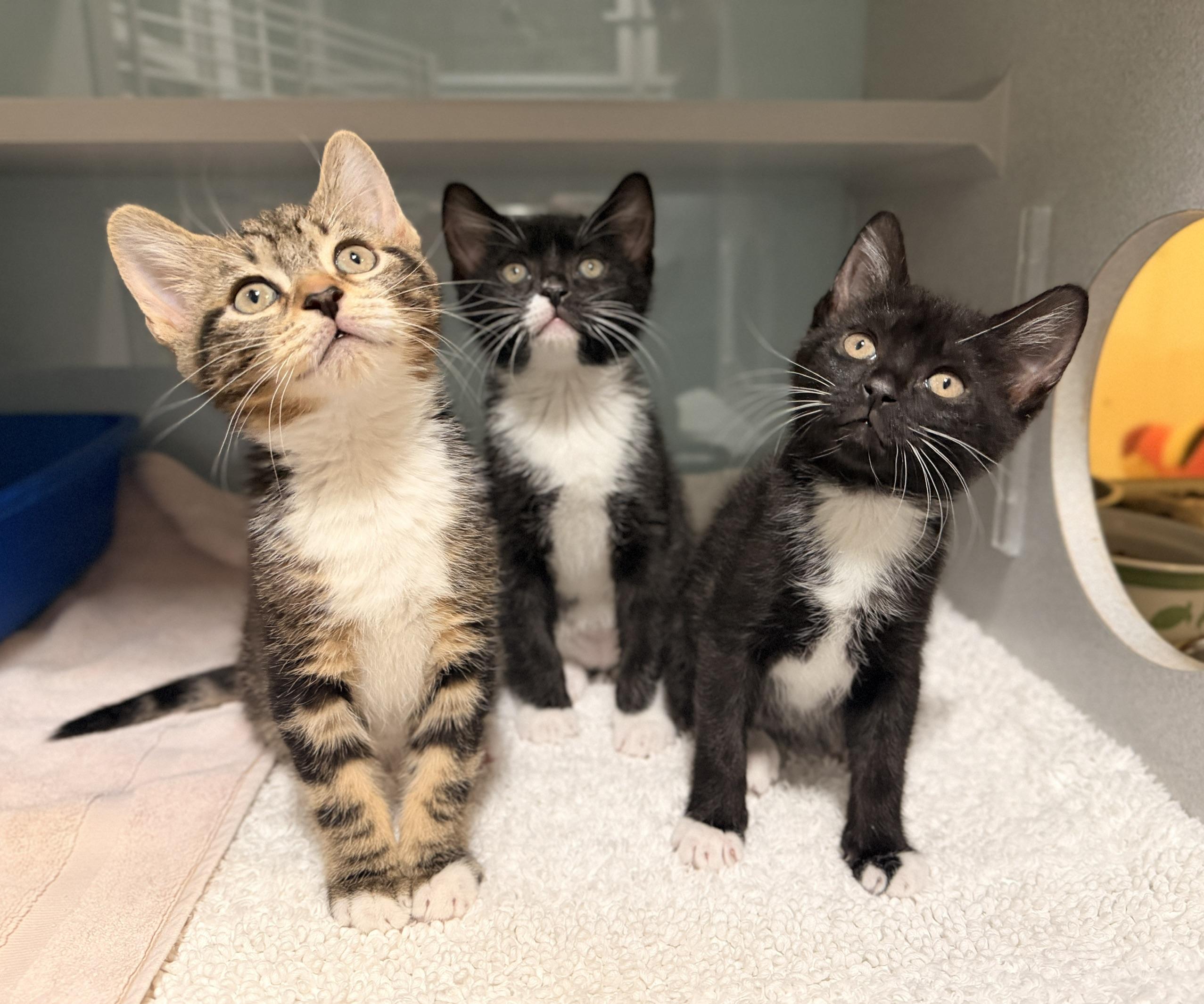 Brigitta, Freidrich & Kurt, an adoptable Domestic Short Hair in Ridgefield, CT image 1/4