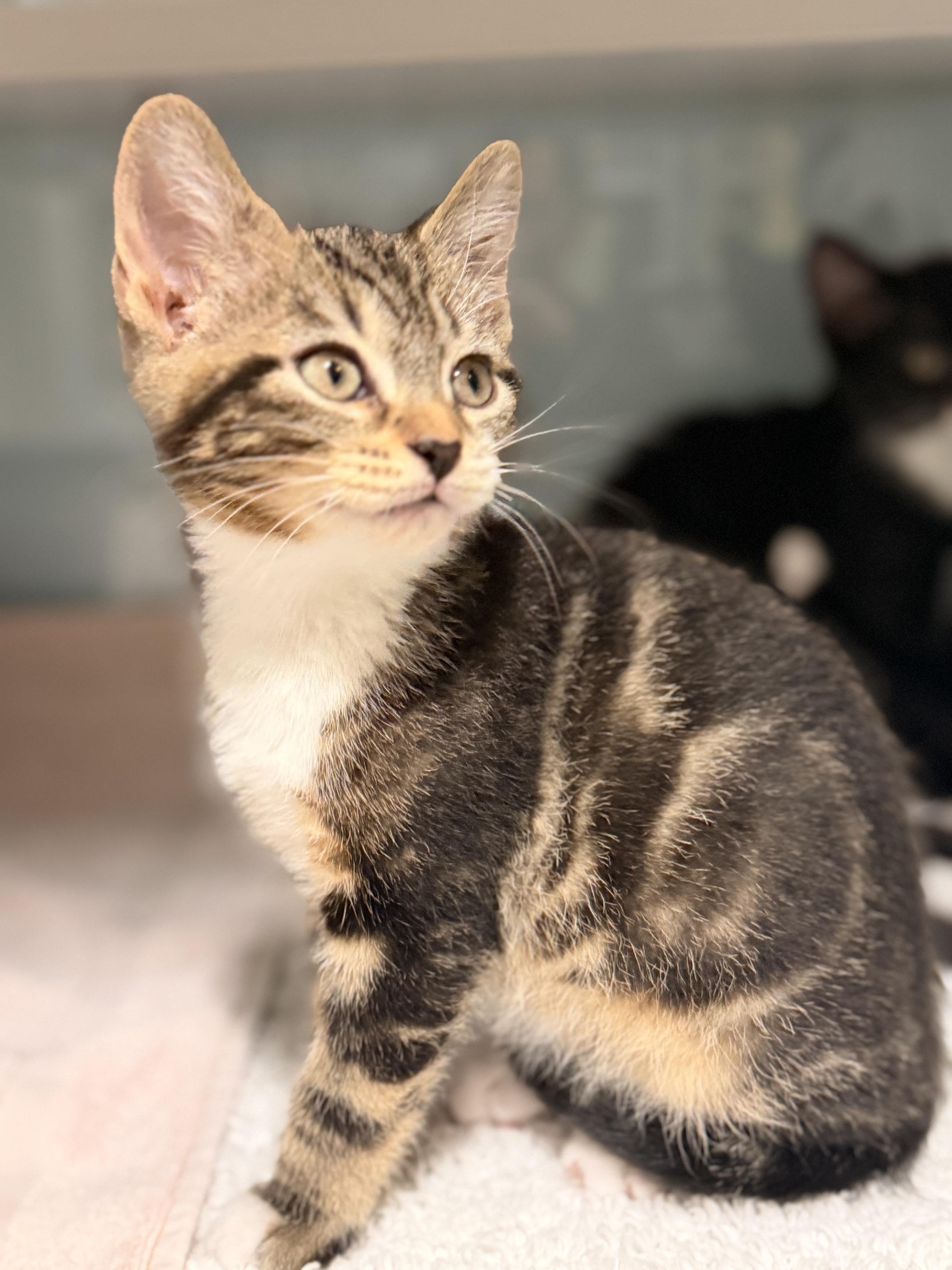 Brigitta, Freidrich & Kurt, an adoptable Domestic Short Hair in Ridgefield, CT image 4/4