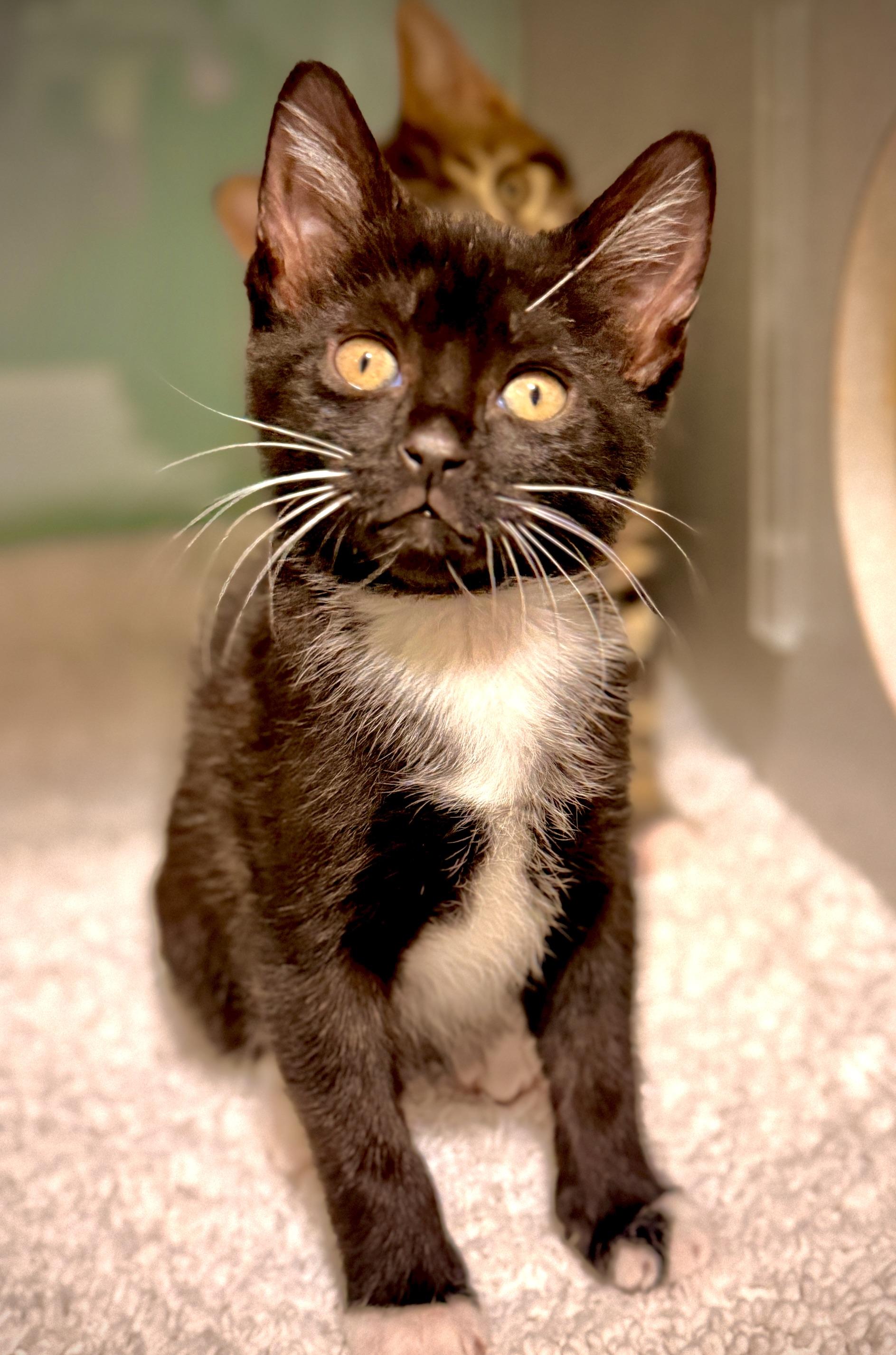 Brigitta, Freidrich & Kurt, an adoptable Domestic Short Hair in Ridgefield, CT image 2/4