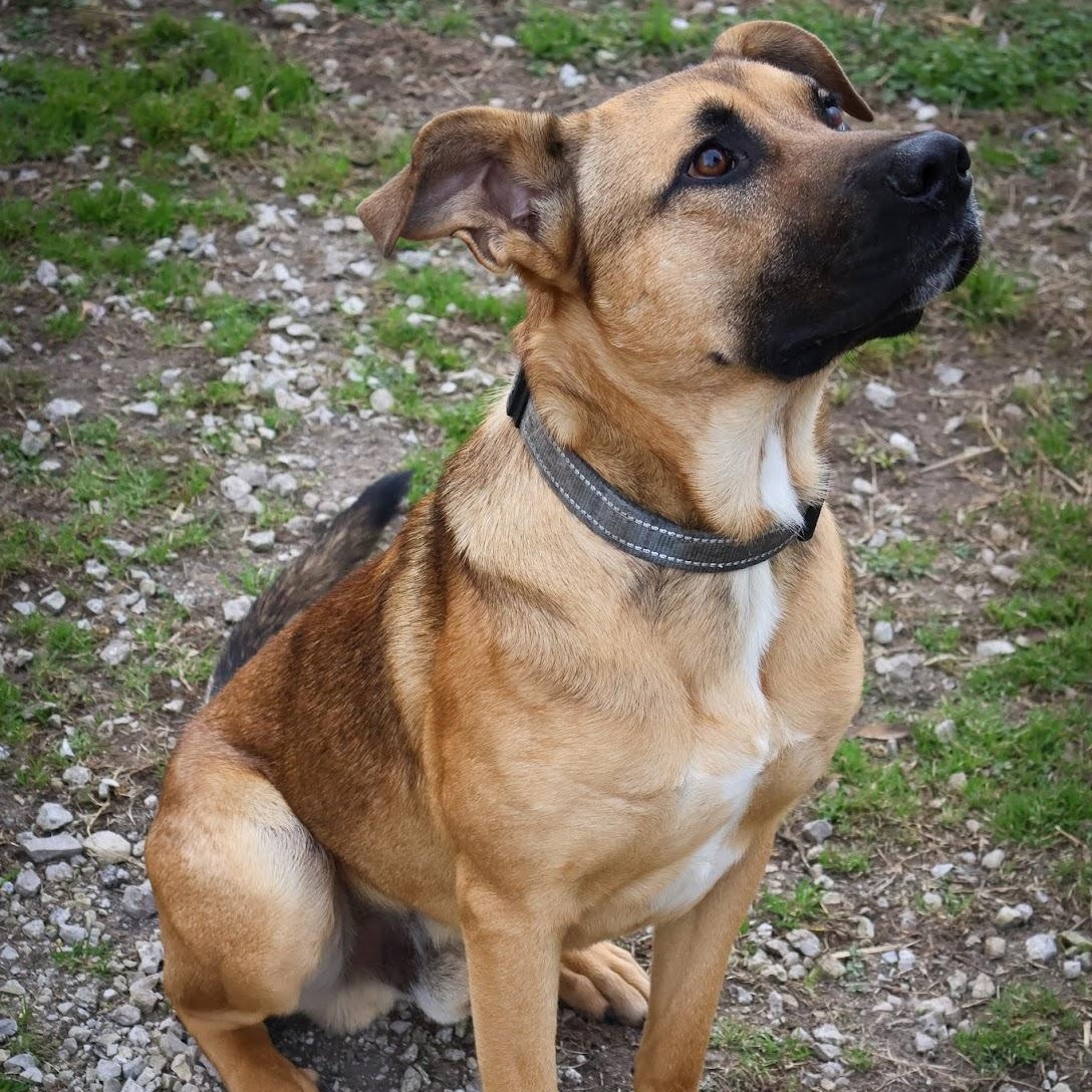 Enlarge Butters, a ADOPTABLE Shepherd in Hollister, MO image 3/3