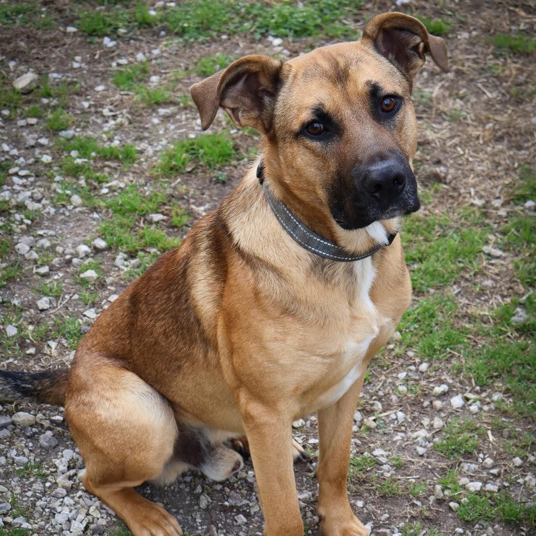 Enlarge Butters, a ADOPTABLE Shepherd in Hollister, MO image 1/3