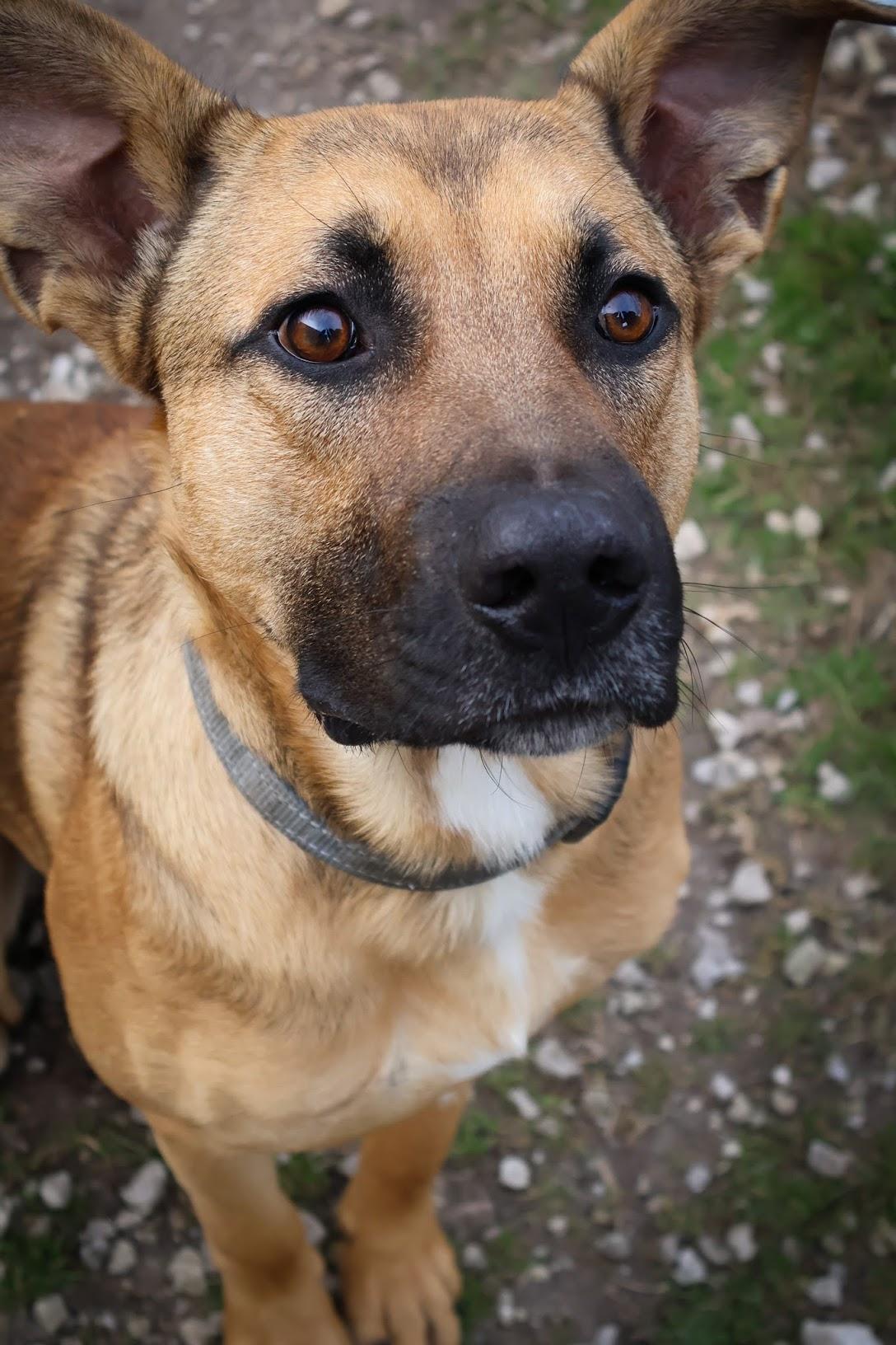 Enlarge Butters, a ADOPTABLE Shepherd in Hollister, MO image 2/3