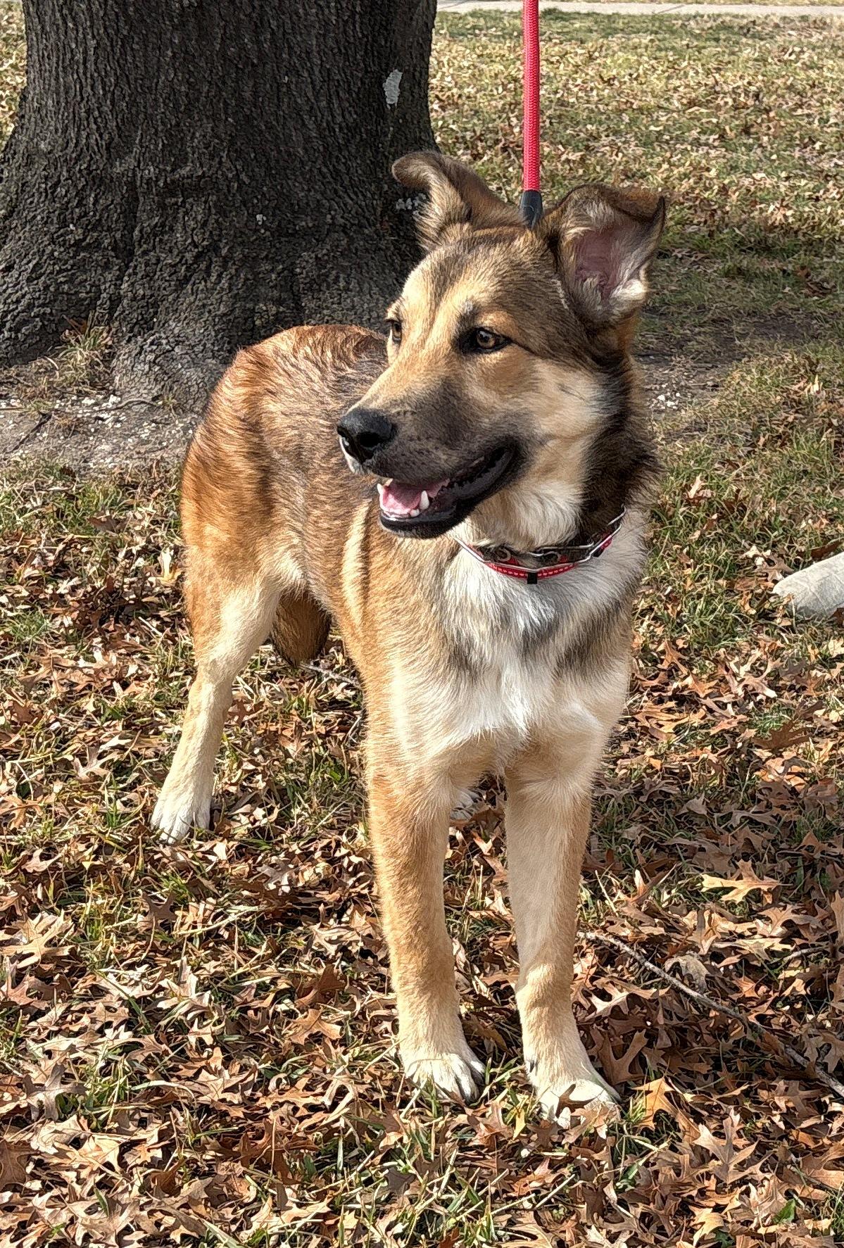 Enlarge Logan, a ADOPTABLE German Shepherd Dog in Dallas, TX image 3/4