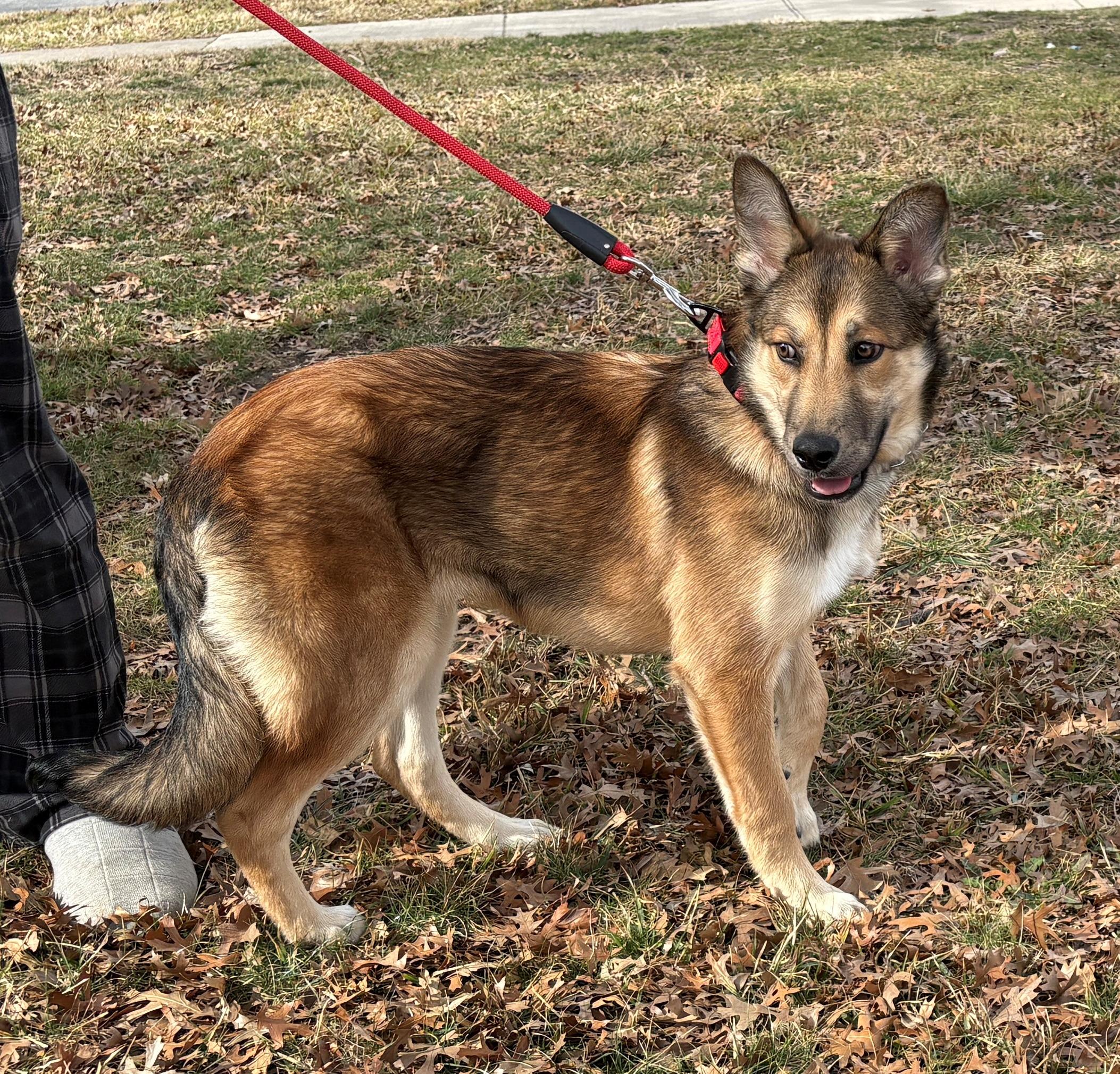 Logan, ADOPTABLE, Puppy Male German Shepherd Dog.