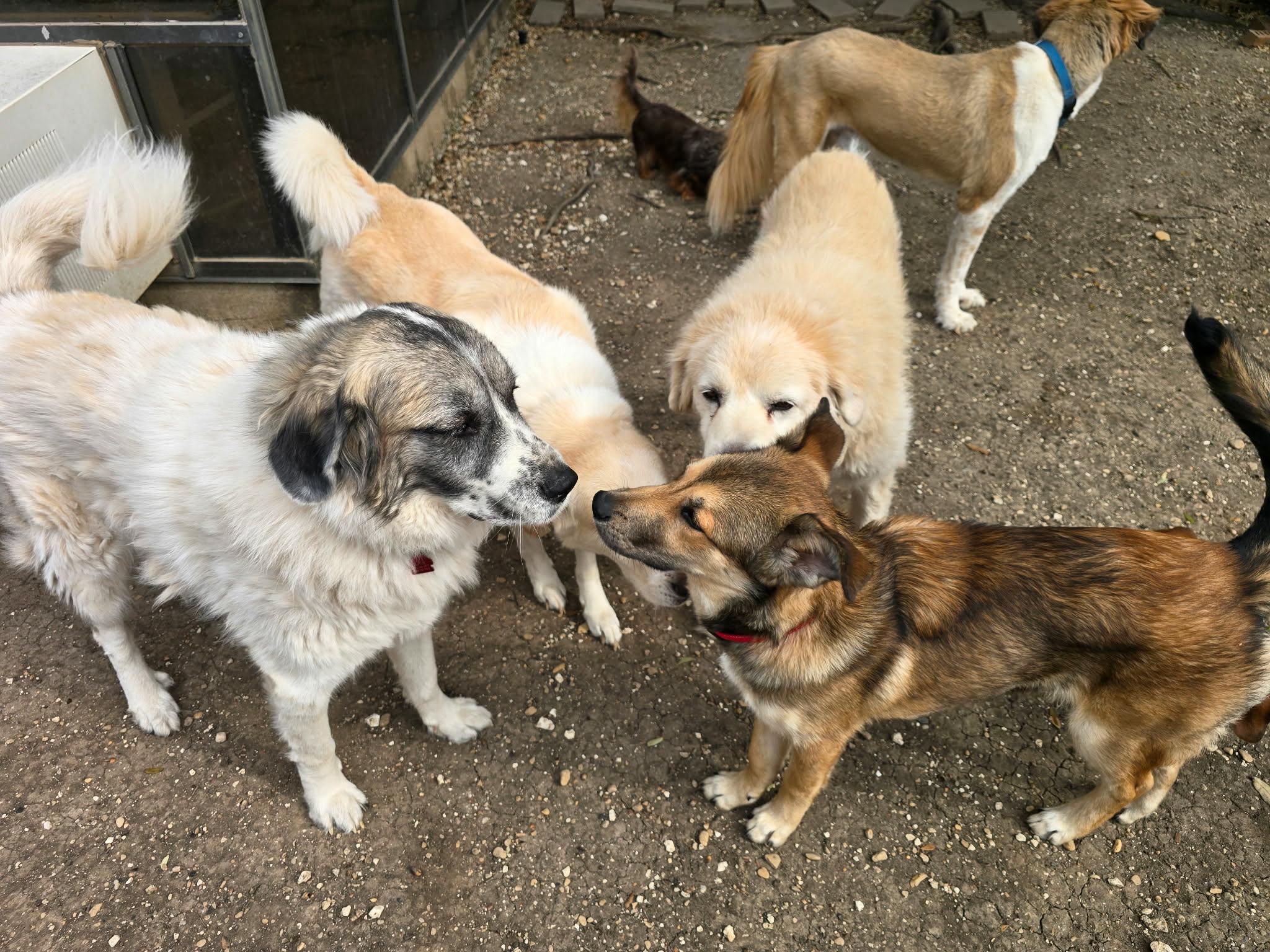 Enlarge Logan, a ADOPTABLE German Shepherd Dog in Dallas, TX image 2/4