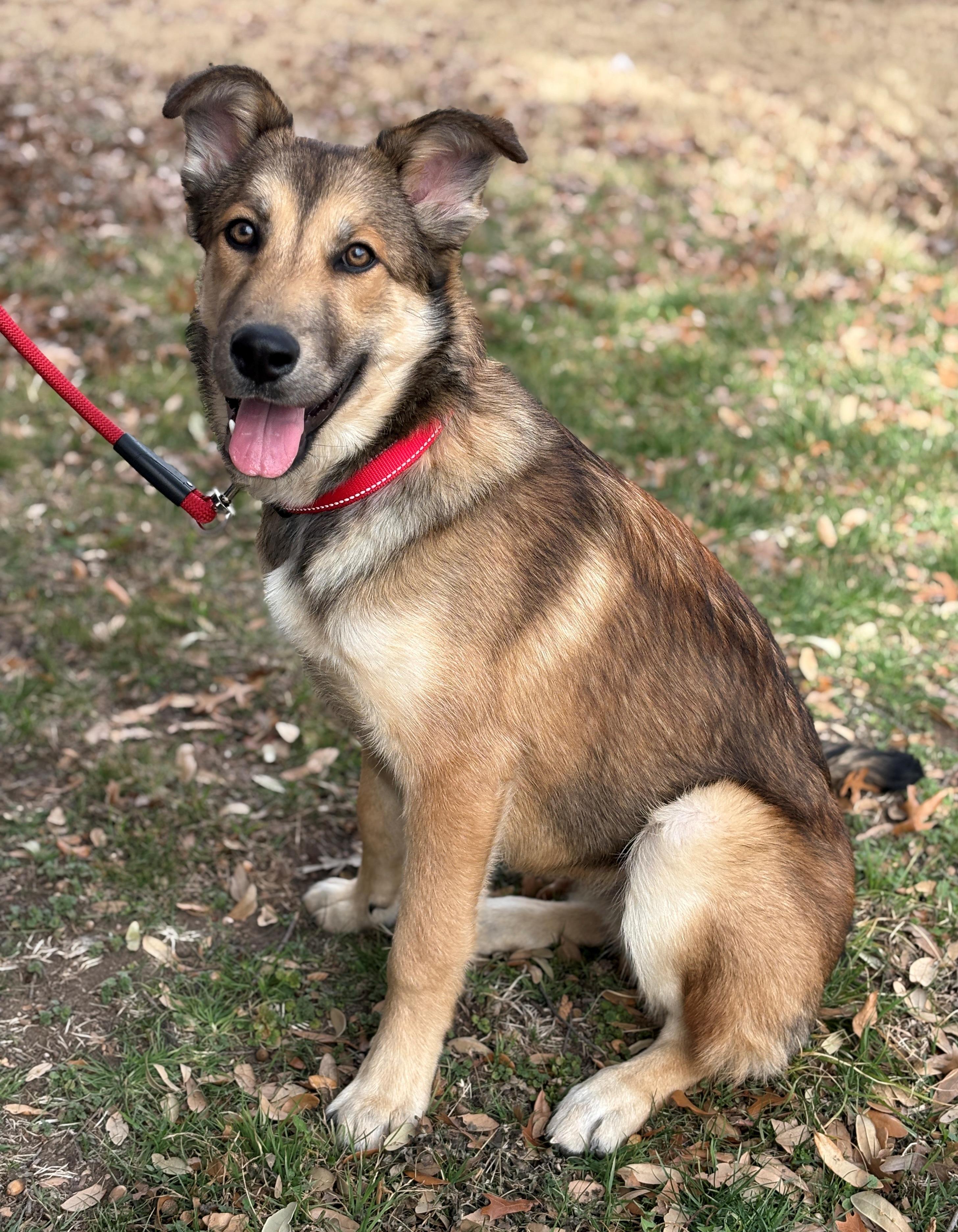 Enlarge Logan, a ADOPTABLE German Shepherd Dog in Dallas, TX image 4/4