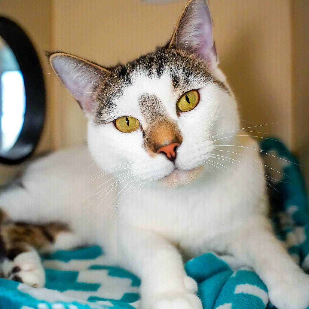 Crosby, Adoptable, Adult Male Domestic Short Hair.