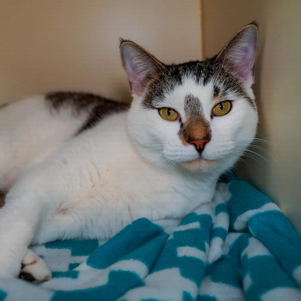 Enlarge Crosby, a Adoptable Domestic Short Hair in Thomaston, ME image 2/4