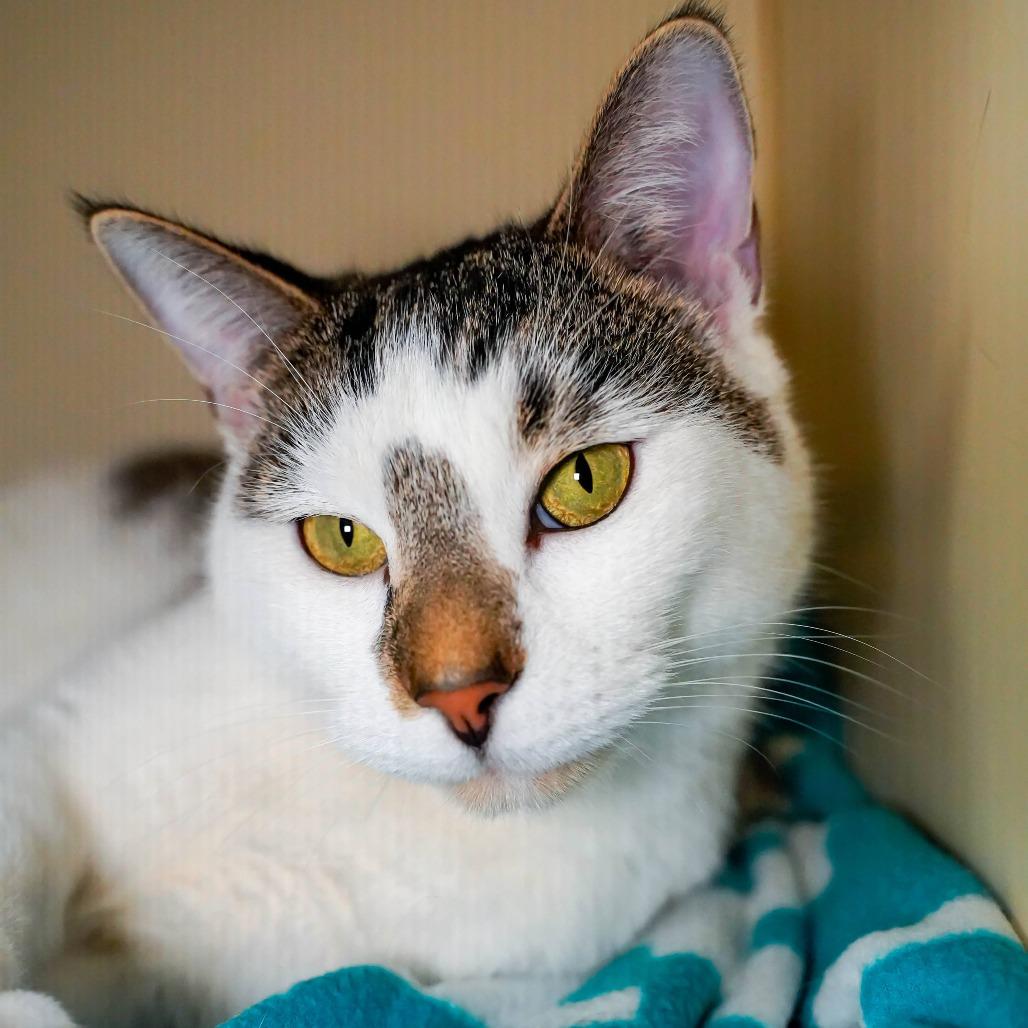 Enlarge Crosby, a Adoptable Domestic Short Hair in Thomaston, ME image 3/4
