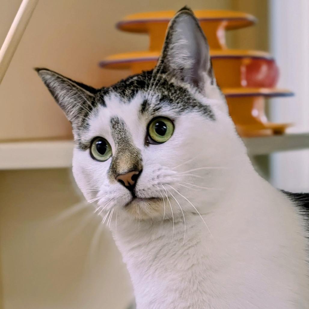 Enlarge Crosby, a Adoptable Domestic Short Hair in Thomaston, ME image 4/4