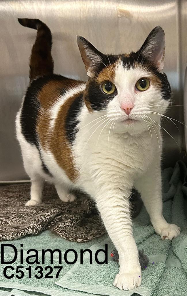 Enlarge Diamond, a Adoptable mixed breed in Clarksville, TN image 1/1