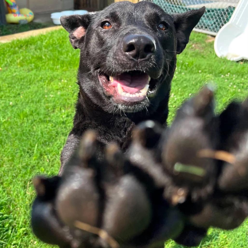 Obsidian, Adoptable, Adult Female Shepherd & Mixed Breed.