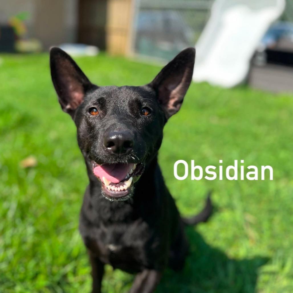 Enlarge Obsidian, a Adoptable mixed breed in Caryville, TN image 2/5
