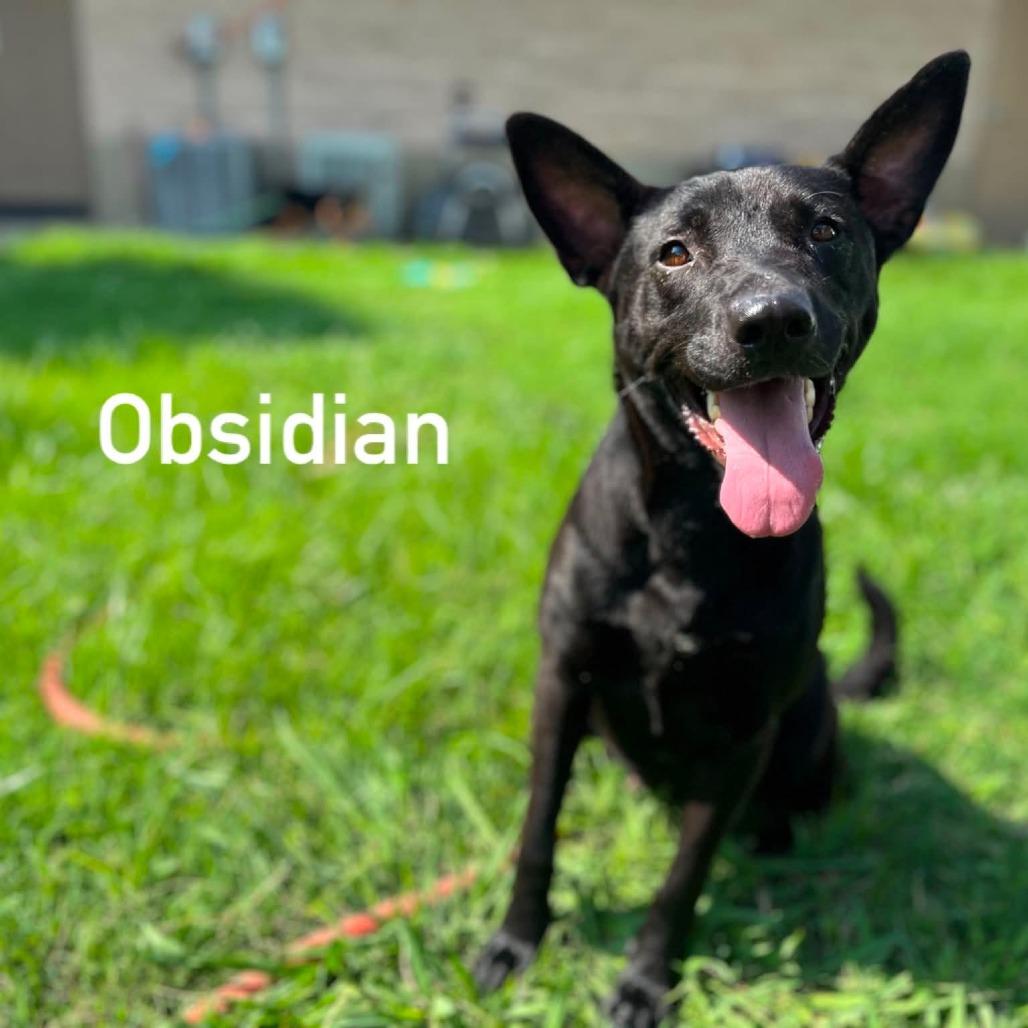 Enlarge Obsidian, a Adoptable mixed breed in Caryville, TN image 3/5