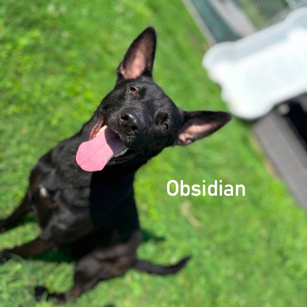 Enlarge Obsidian, a Adoptable mixed breed in Caryville, TN image 4/5