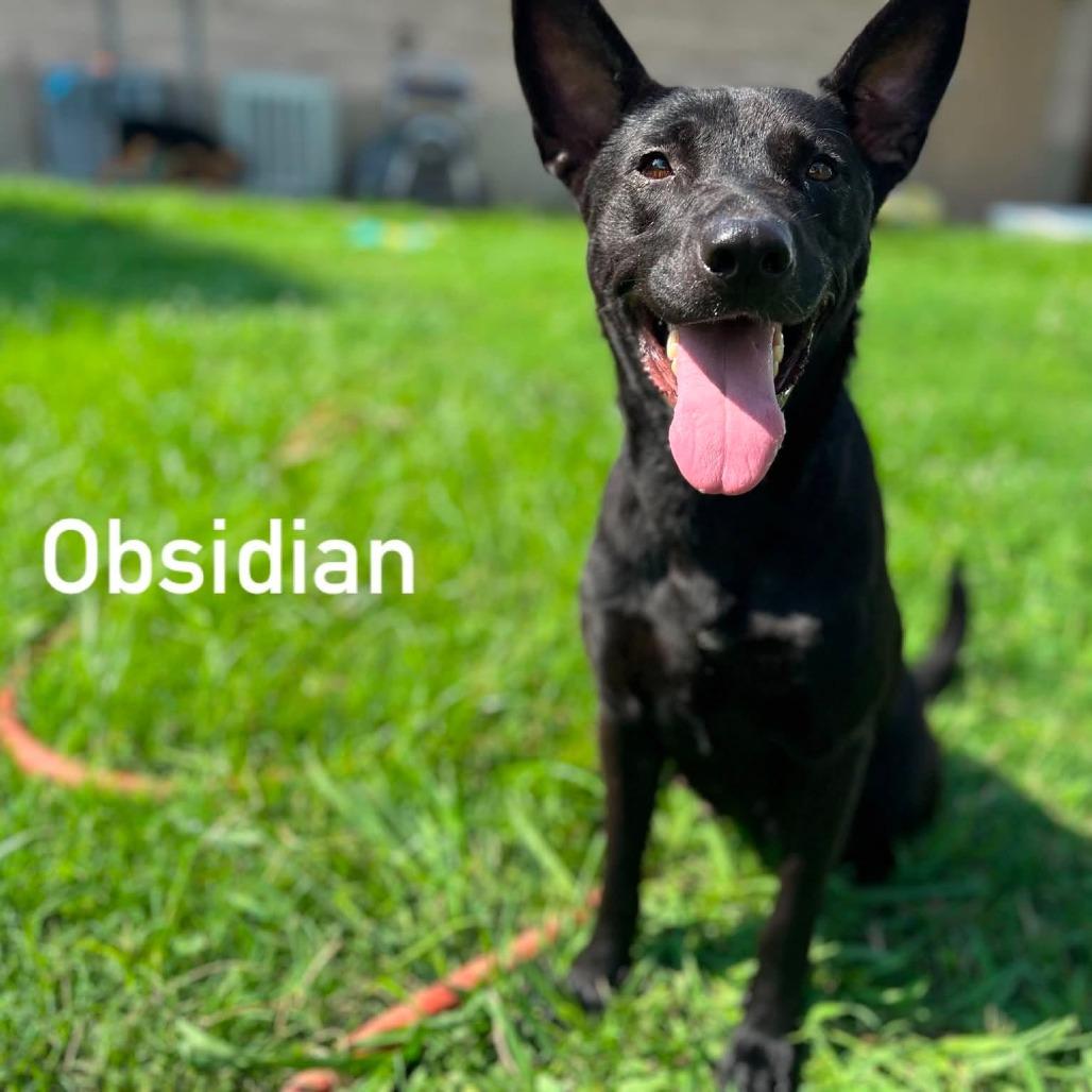 Enlarge Obsidian, a Adoptable mixed breed in Caryville, TN image 5/5