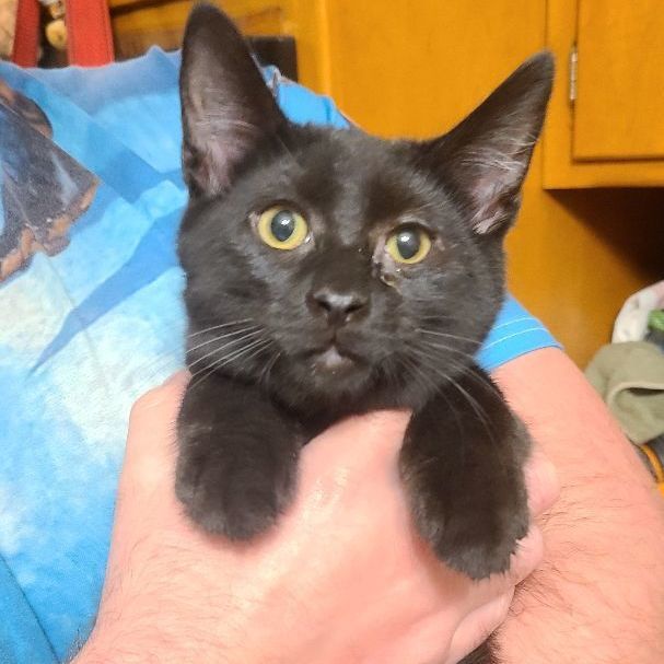 Rhysand, Adopted, Kitten Male Domestic Short Hair.