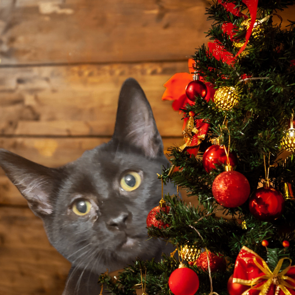 Enlarge Rhysand, a Adopted Domestic Short Hair in Oak Lawn, IL image 2/2