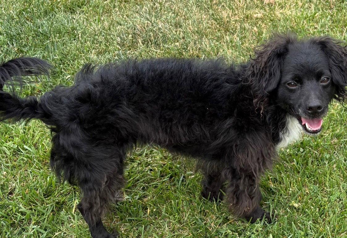 Enlarge Bear, a Adopted mixed breed in Mentone, CA image 1/1