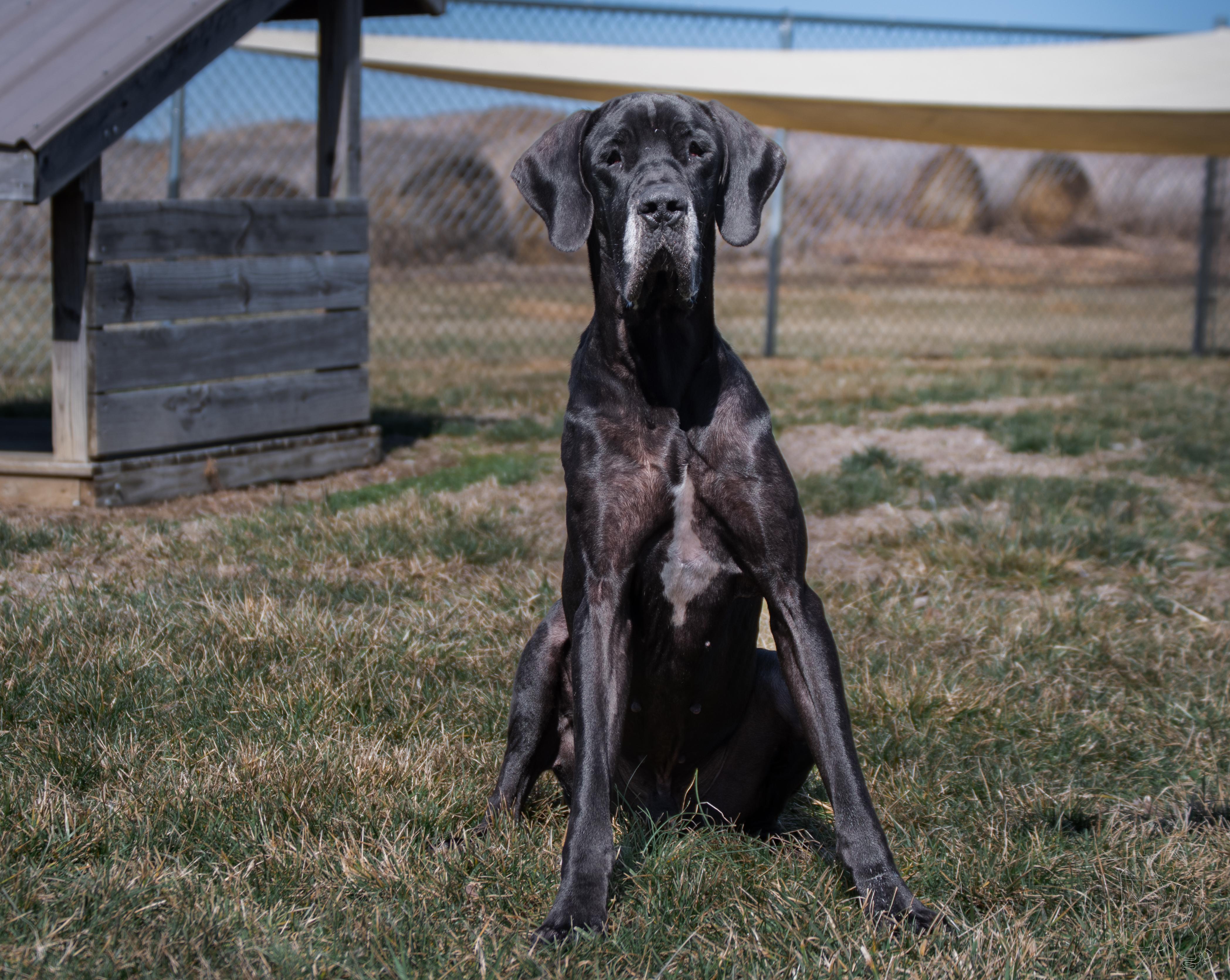 Enlarge Diesel, an adopted Great Dane in Winchester, KY image 2/6