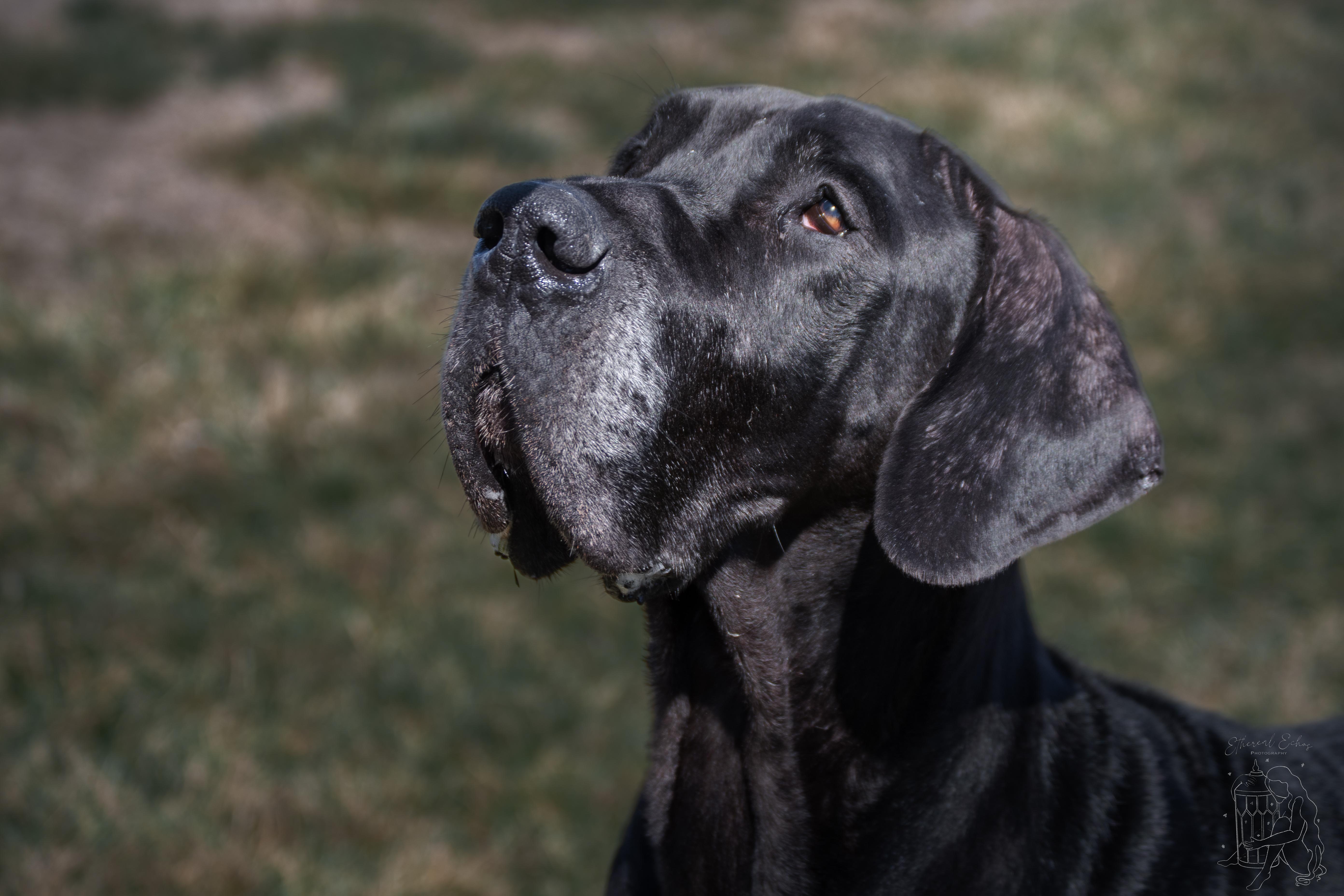 Enlarge Diesel, an adopted Great Dane in Winchester, KY image 4/6