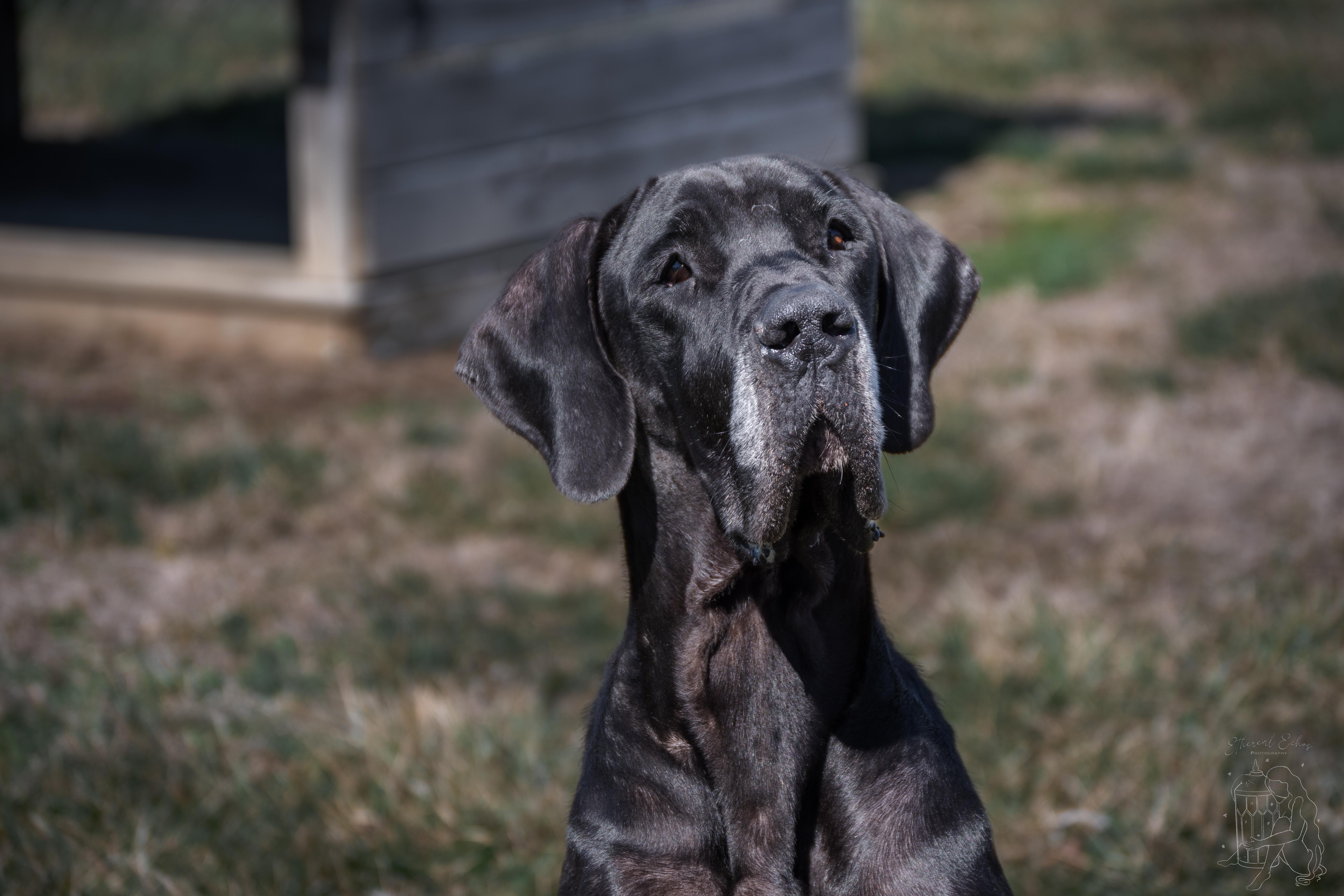 Enlarge Diesel, an adopted Great Dane in Winchester, KY image 3/6