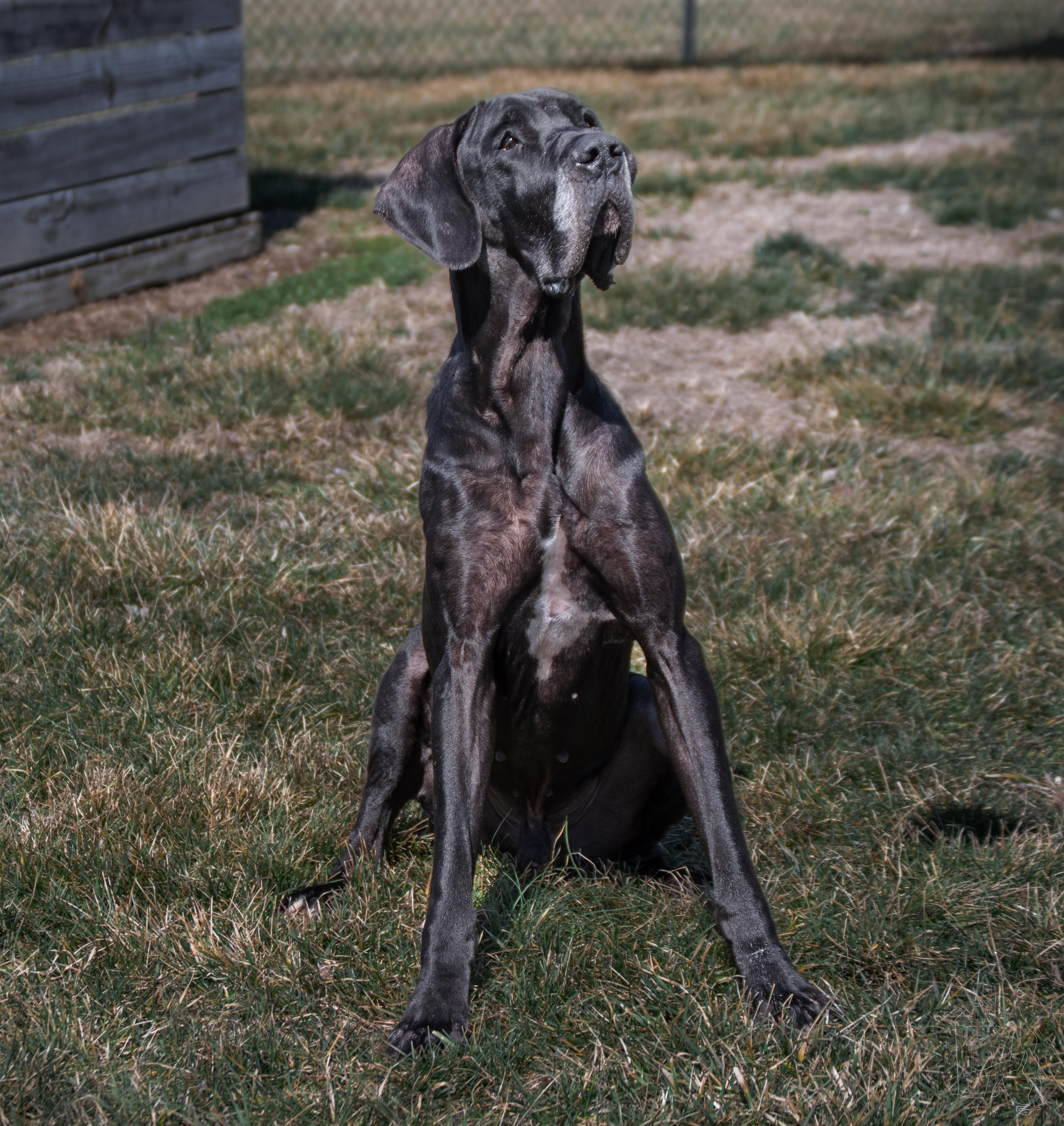 Enlarge Diesel, an adopted Great Dane in Winchester, KY image 5/6