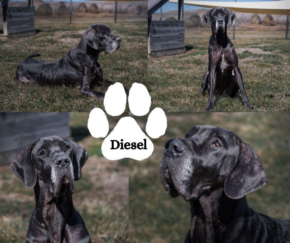 Diesel, adopted, Adult Male Great Dane.